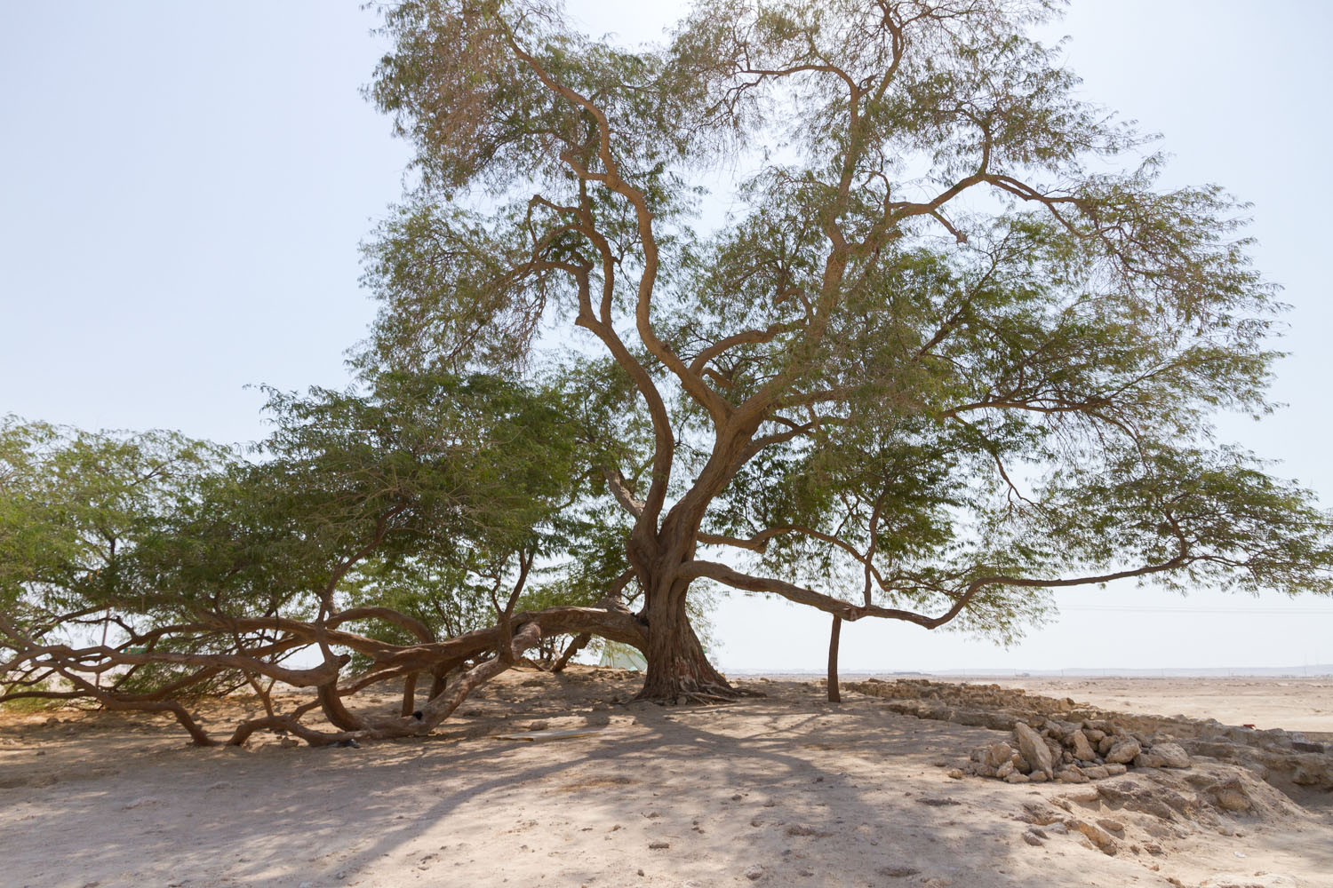 Christian-Schaffer-Bahrain-Desert-Tree-of-Life.jpg