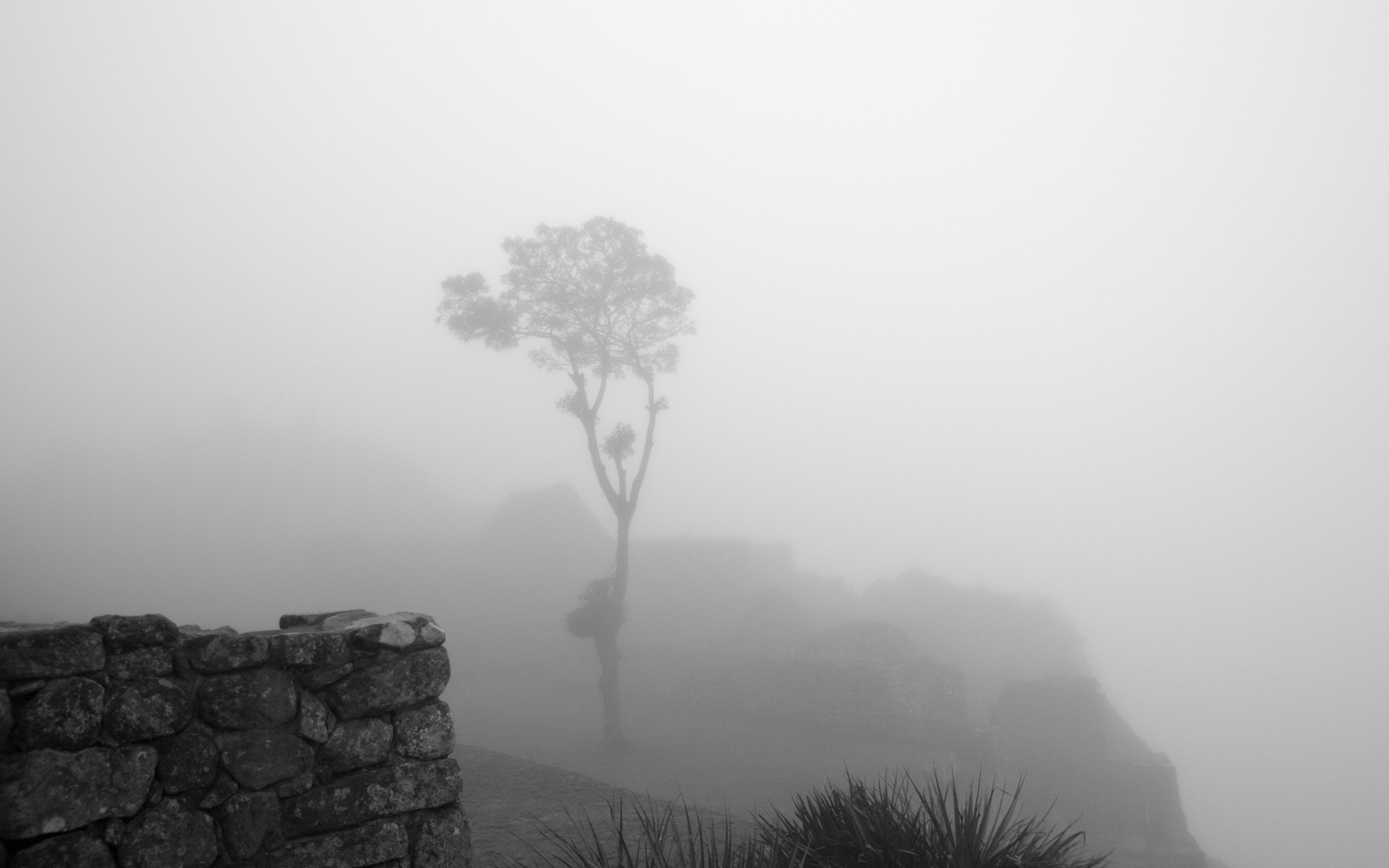 Christian-Schaffer-Peru-Machu-Picchu-Tree-Fog.jpg
