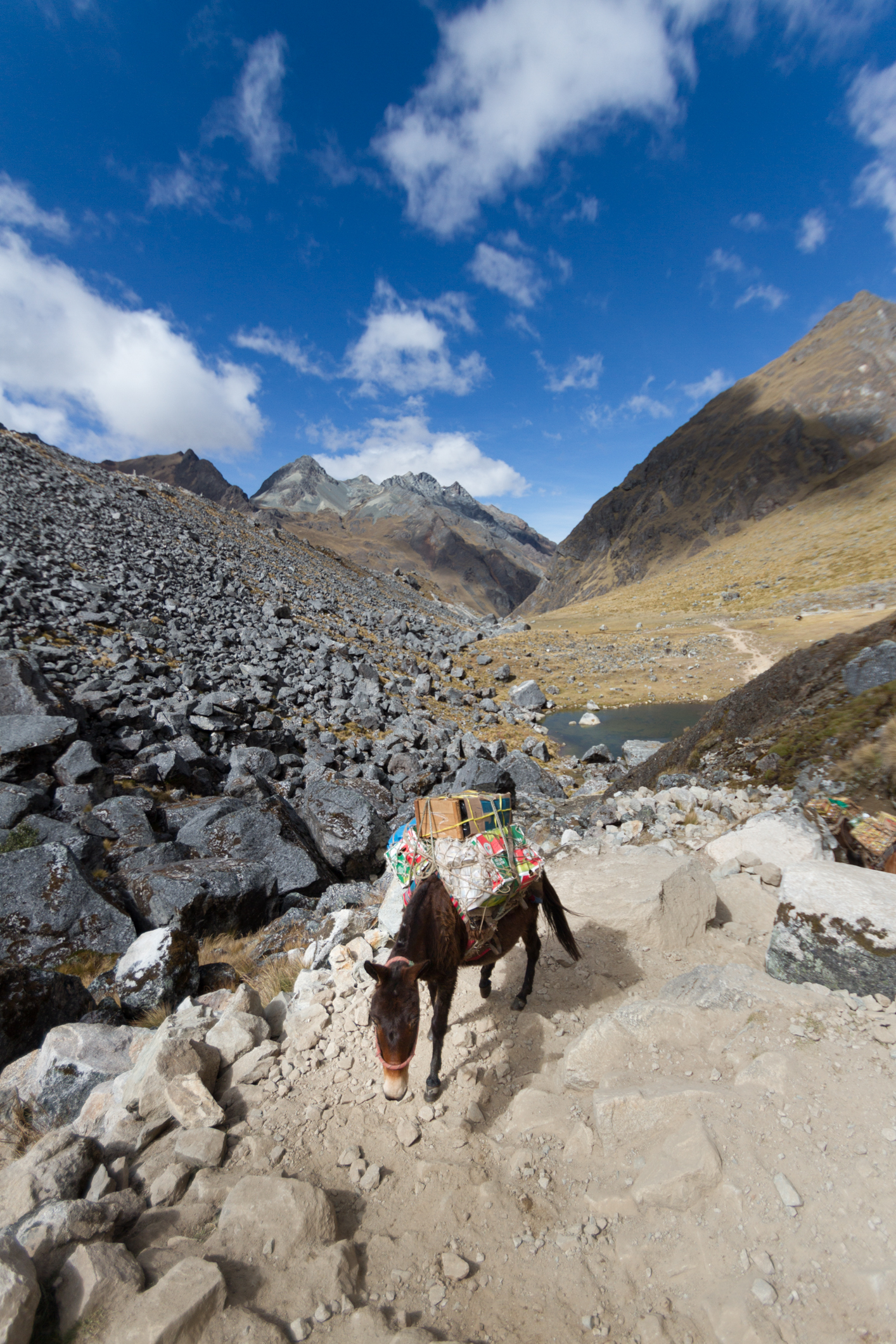 Christian-Schaffer-Peru-Salkantay-Trek-Horse.jpg