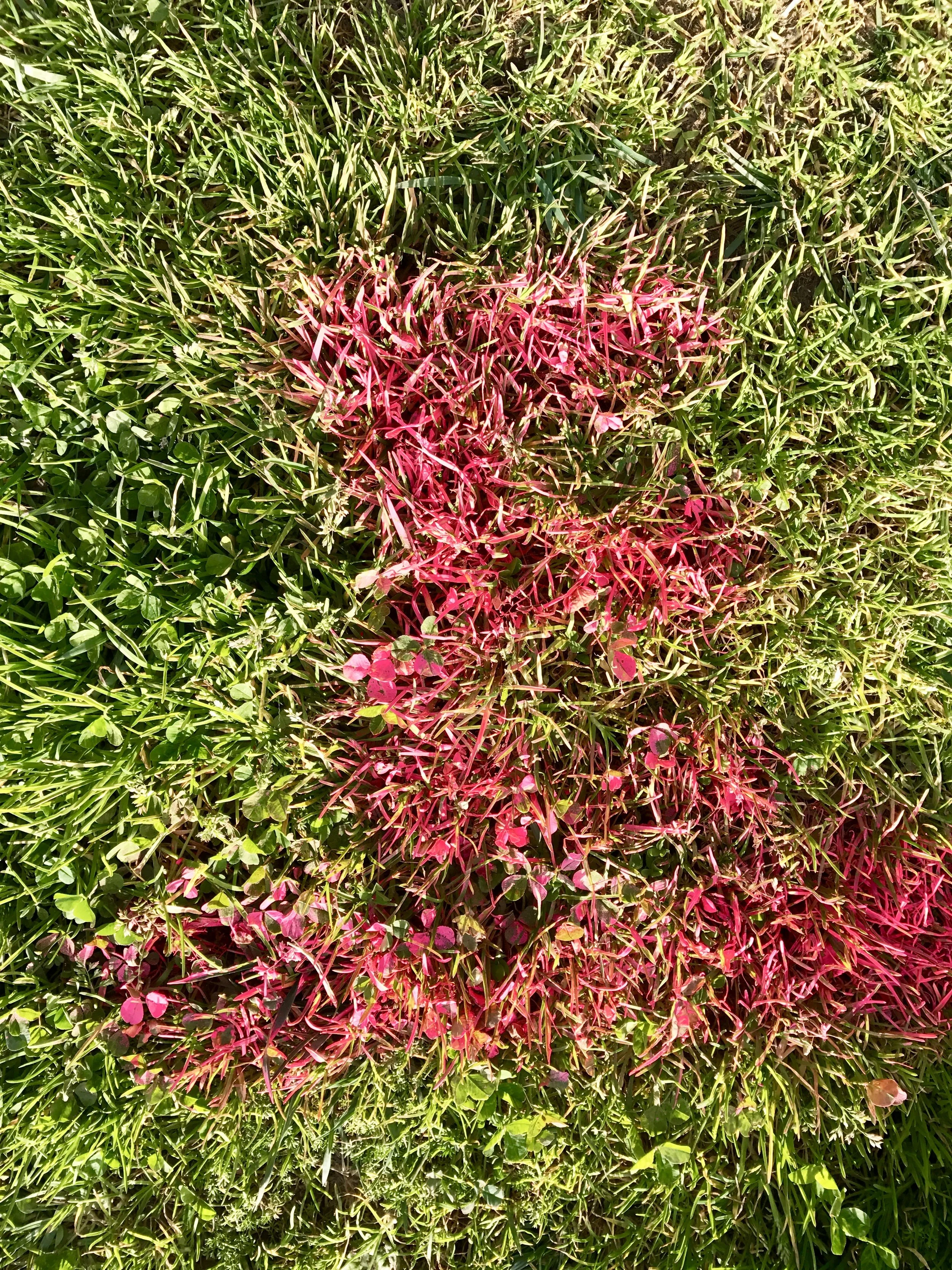 Neon Grass