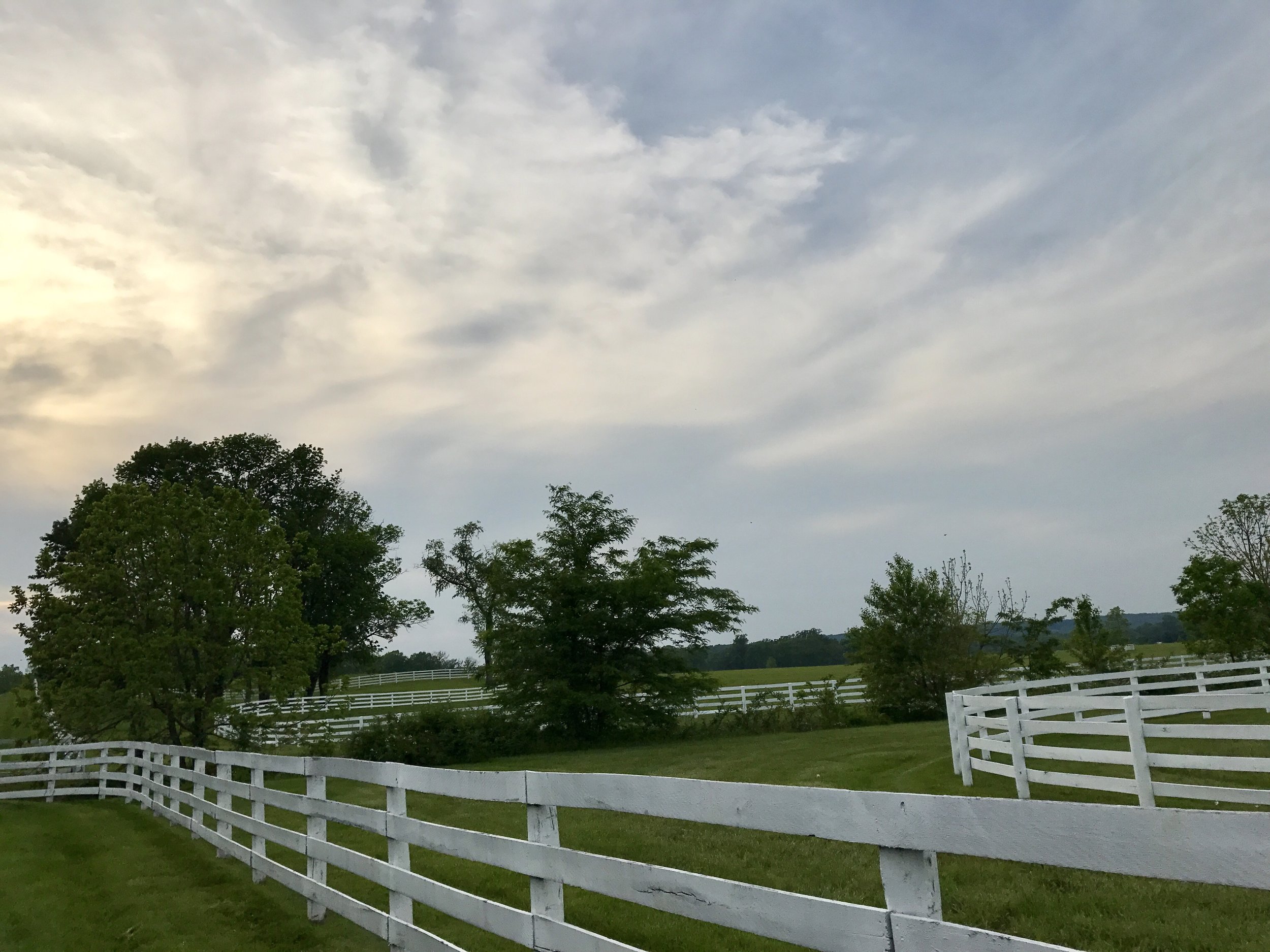 Step outside Baltimore city and it's horse country. So lush and green.