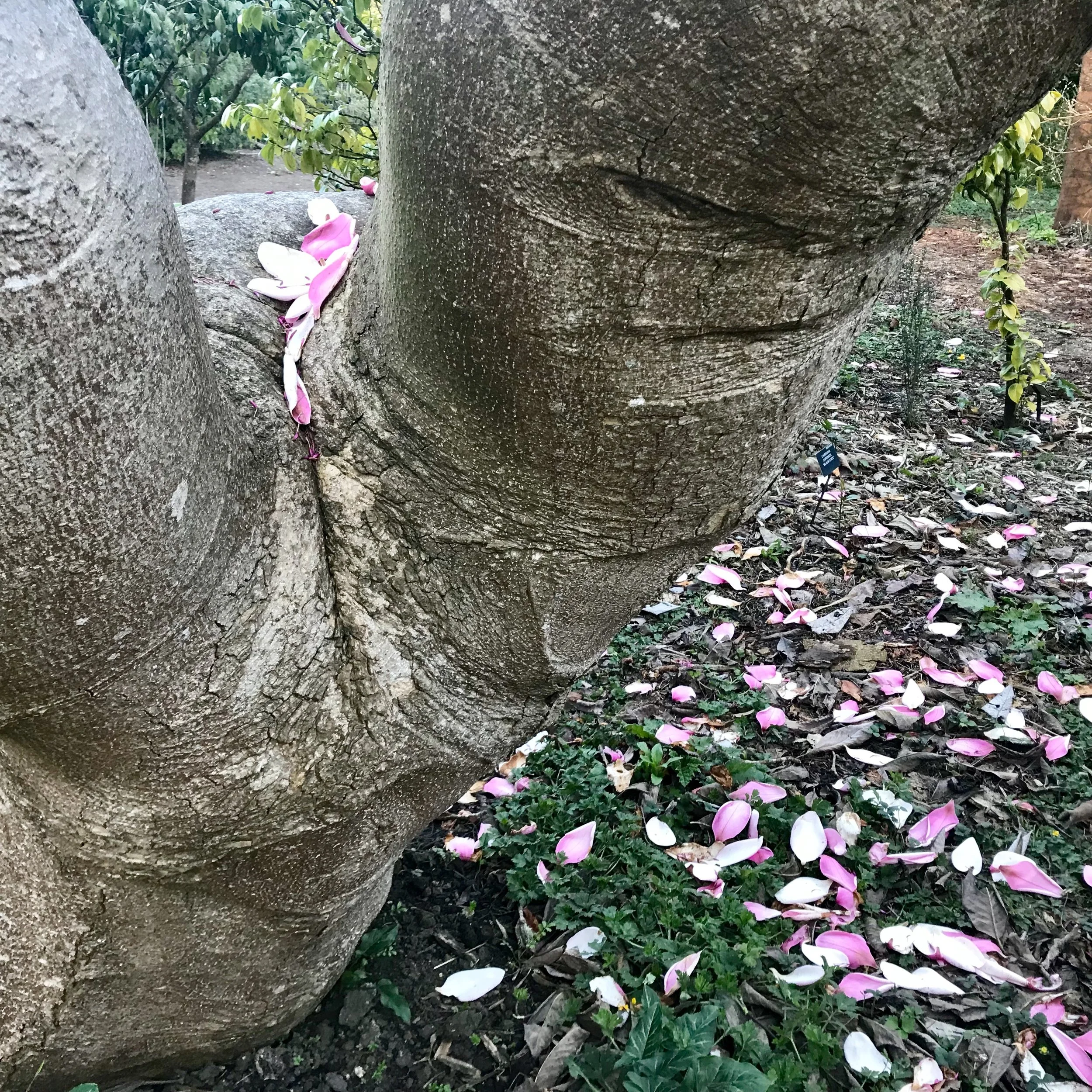 Golden Gate Park magnolia tree trunk.