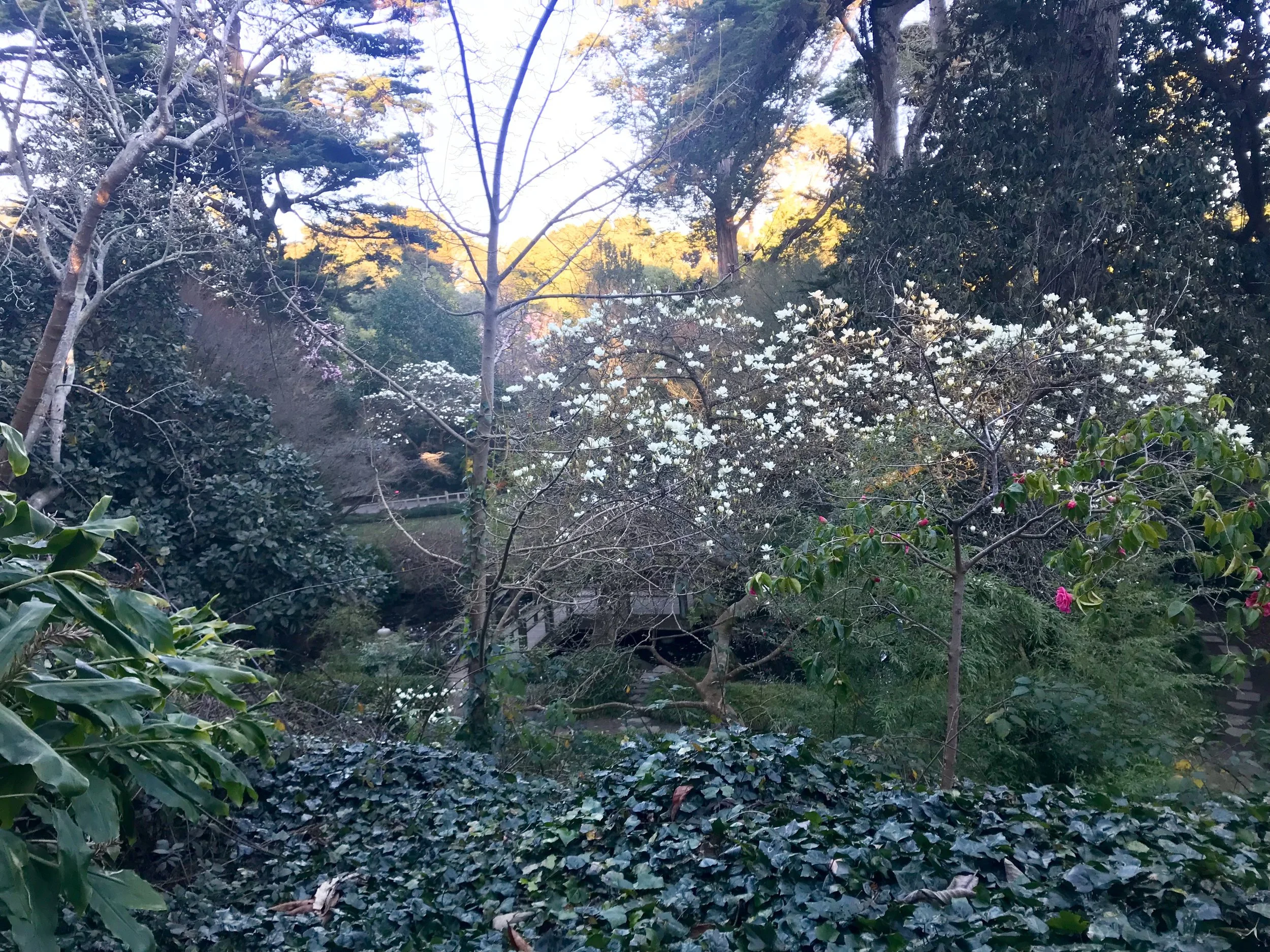 Golden hour in Golden Gate Park January 2019