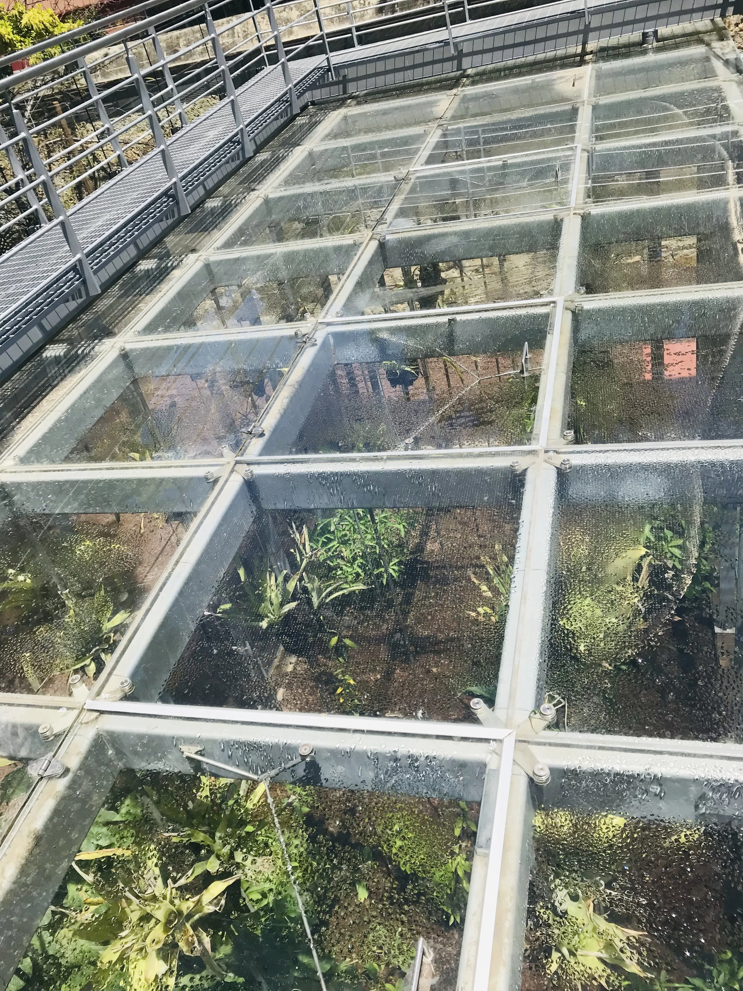 Here’s a lovely glass building - it is an award-winning greenhouse in the Botanical Garden in Oaxaca.