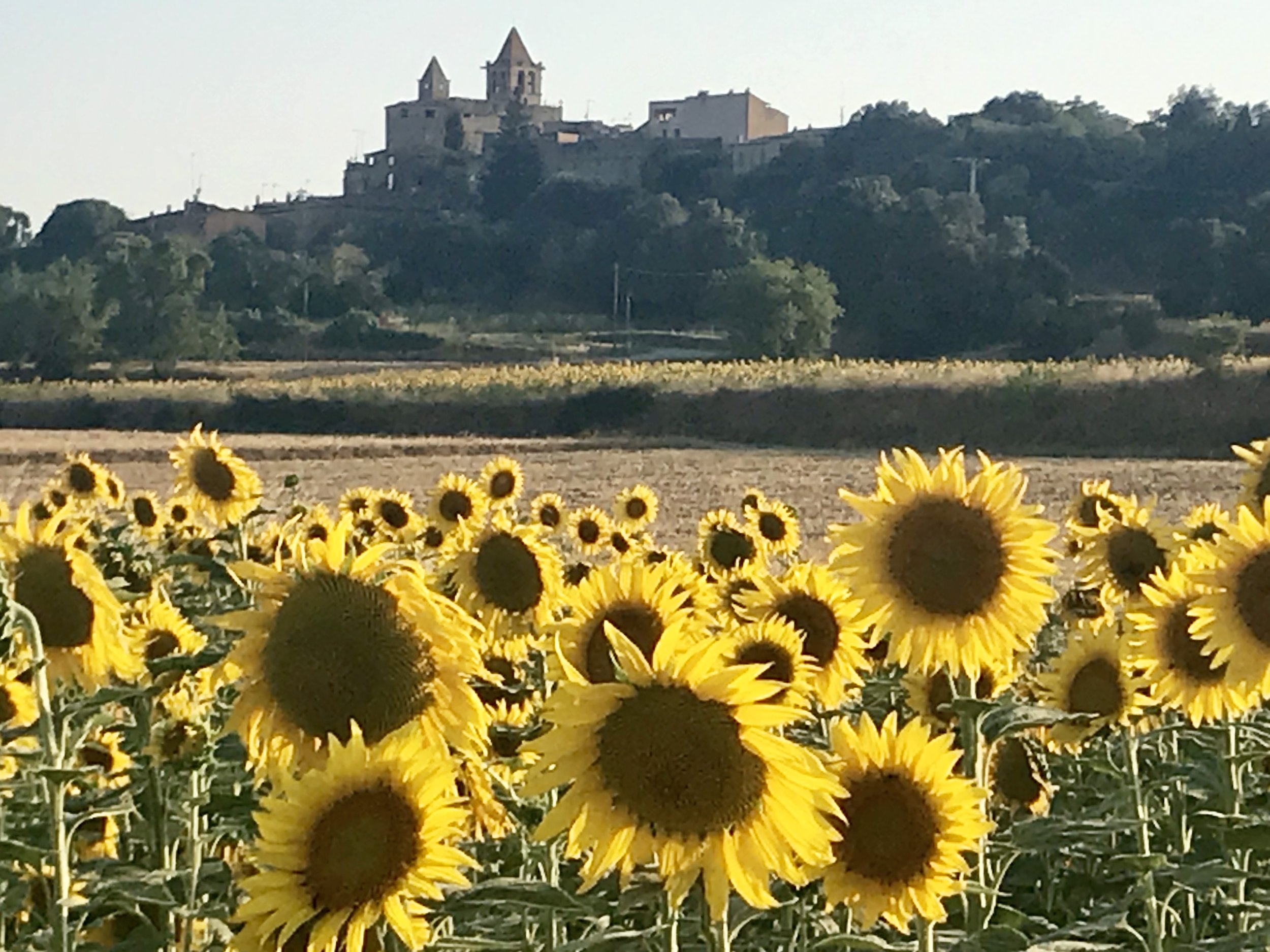 Ah - to walk right into the fields of sunflowers to see the bees diving and the petals lifting in the soft summer breeze (outside Monells/Madremanya).