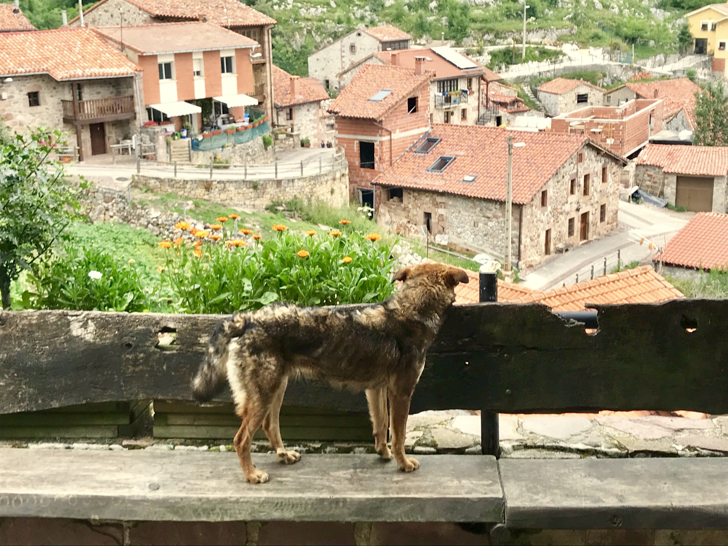 picos_dog.jpeg