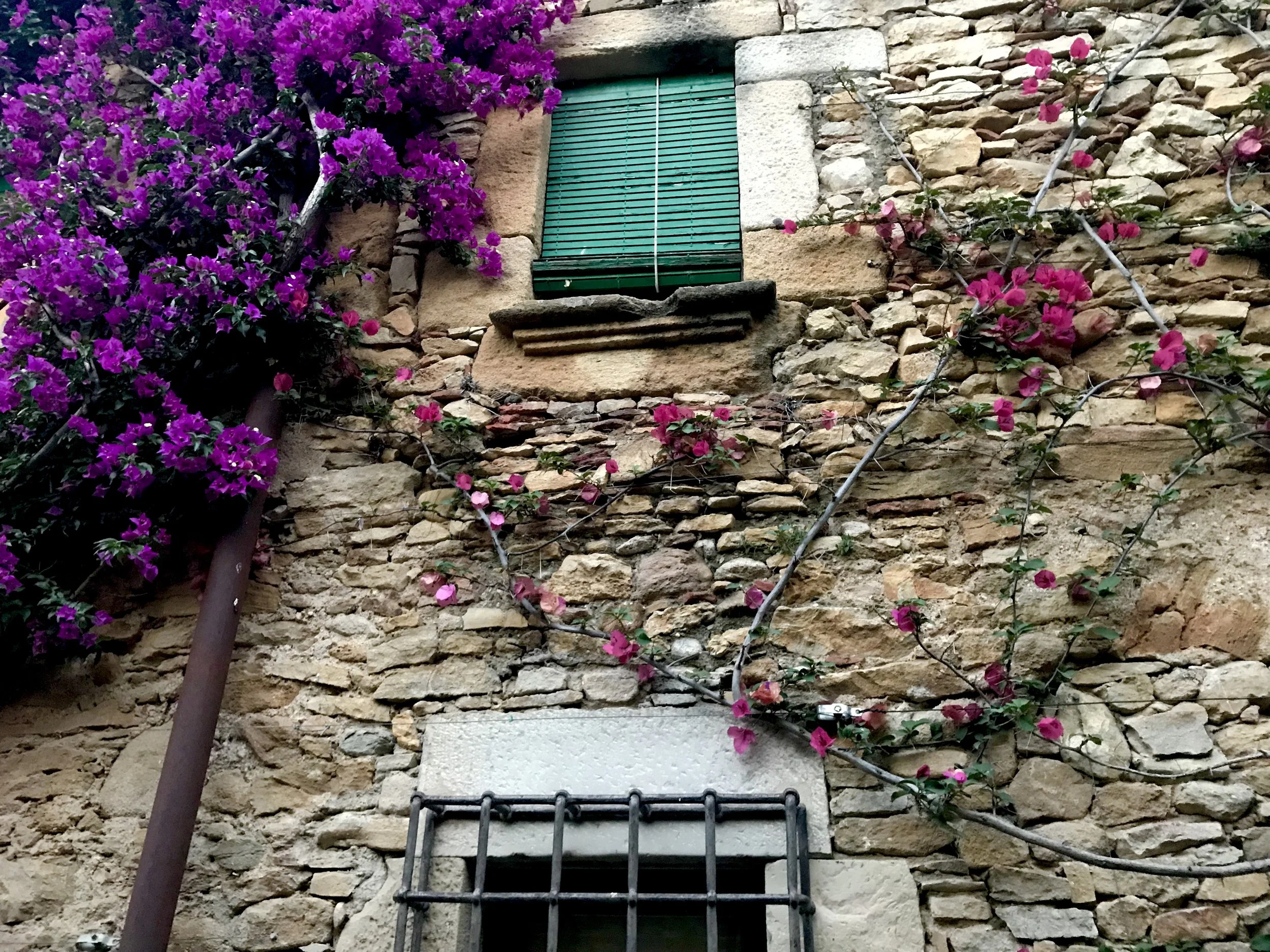 purple_bouganvilia.jpeg