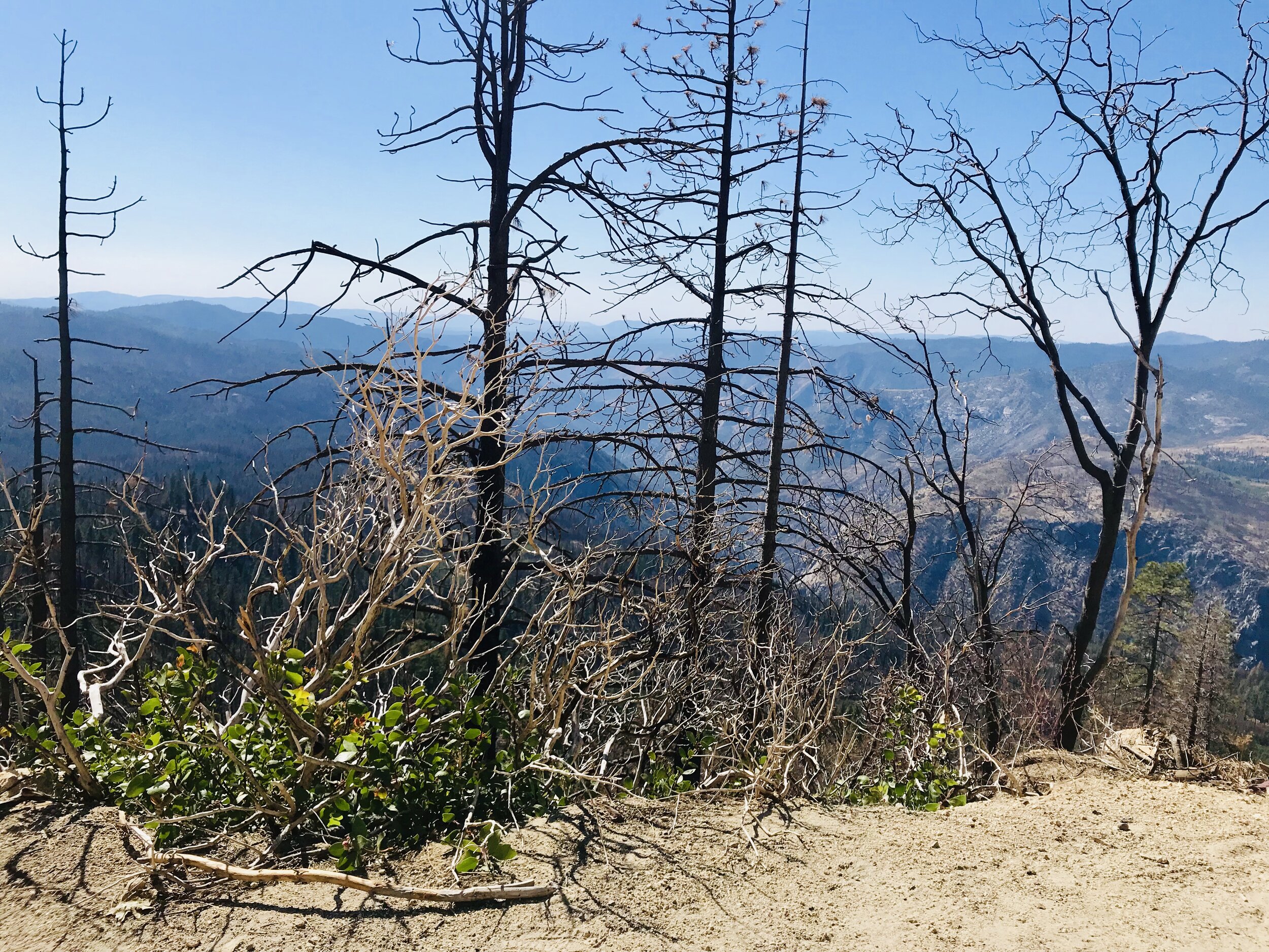 Burnt trees everywhere, but the landscape is coming back to life to varying degrees.