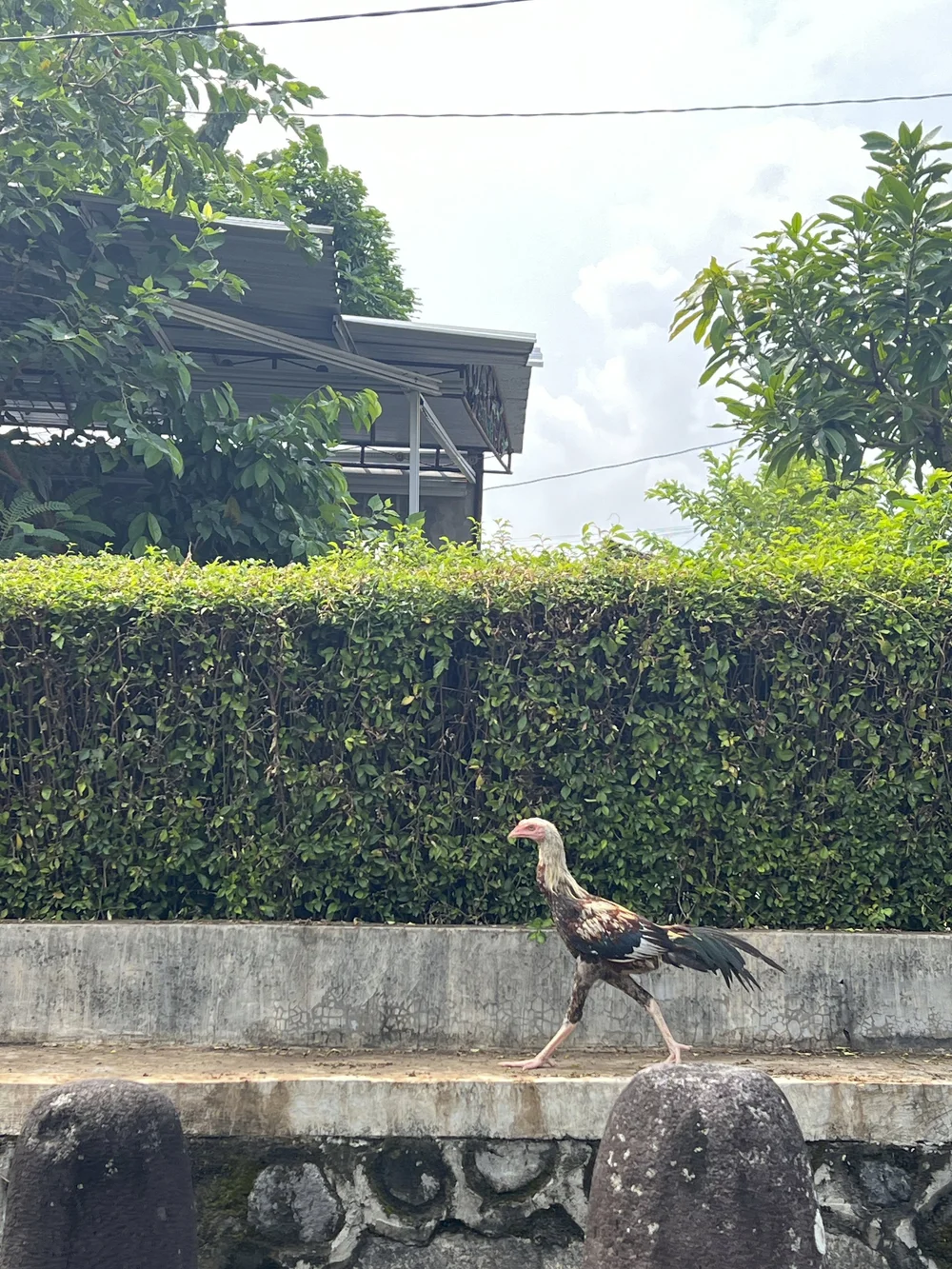 IMG_8229.jpeg
