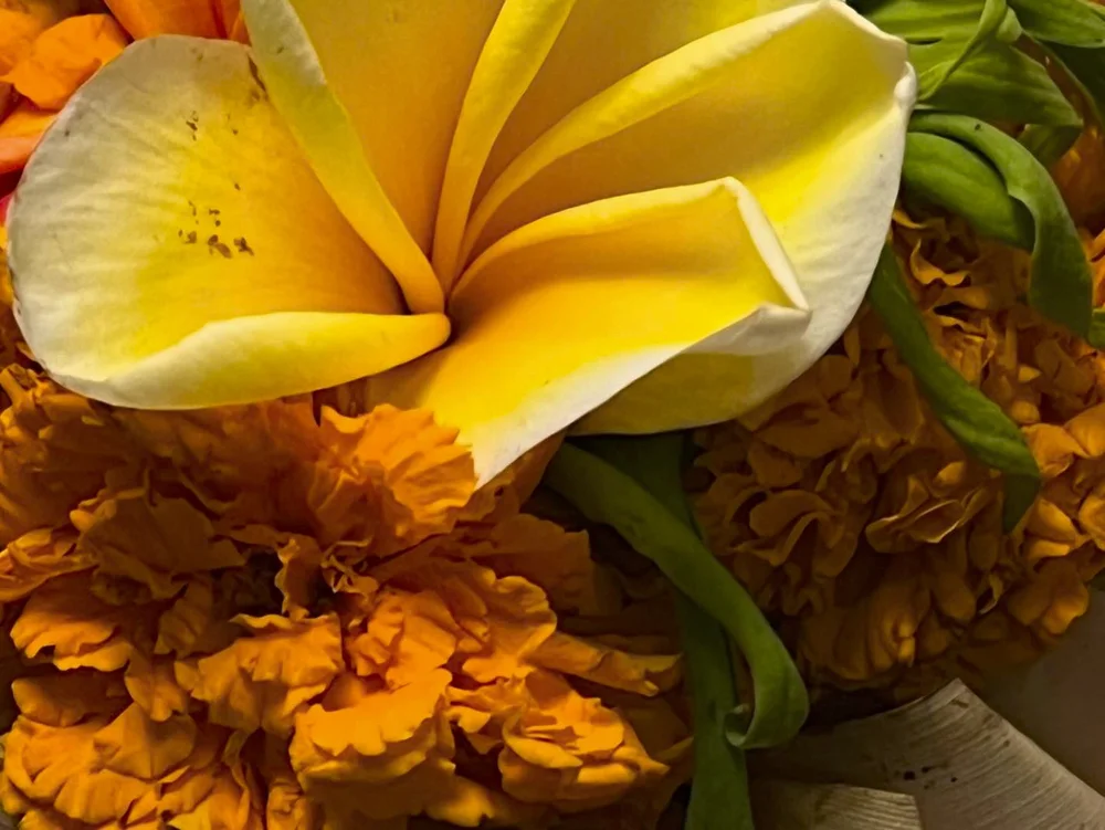 F5690B6B-BC0A-4C0C-83CC-7F4922154AA2.jpeg