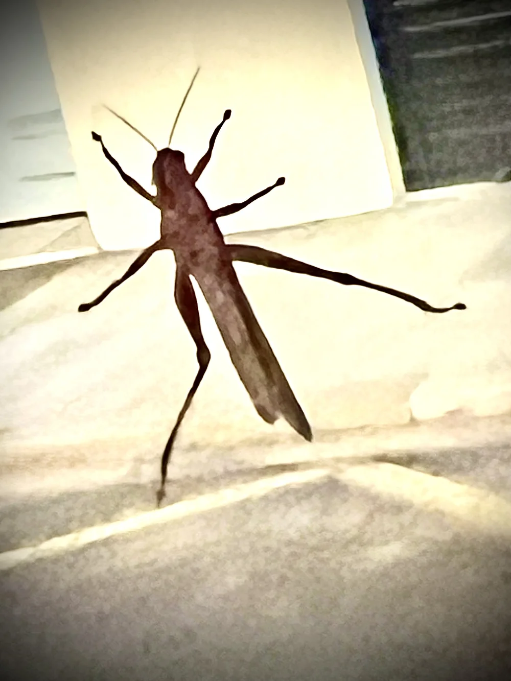 IMG_3551.jpeg