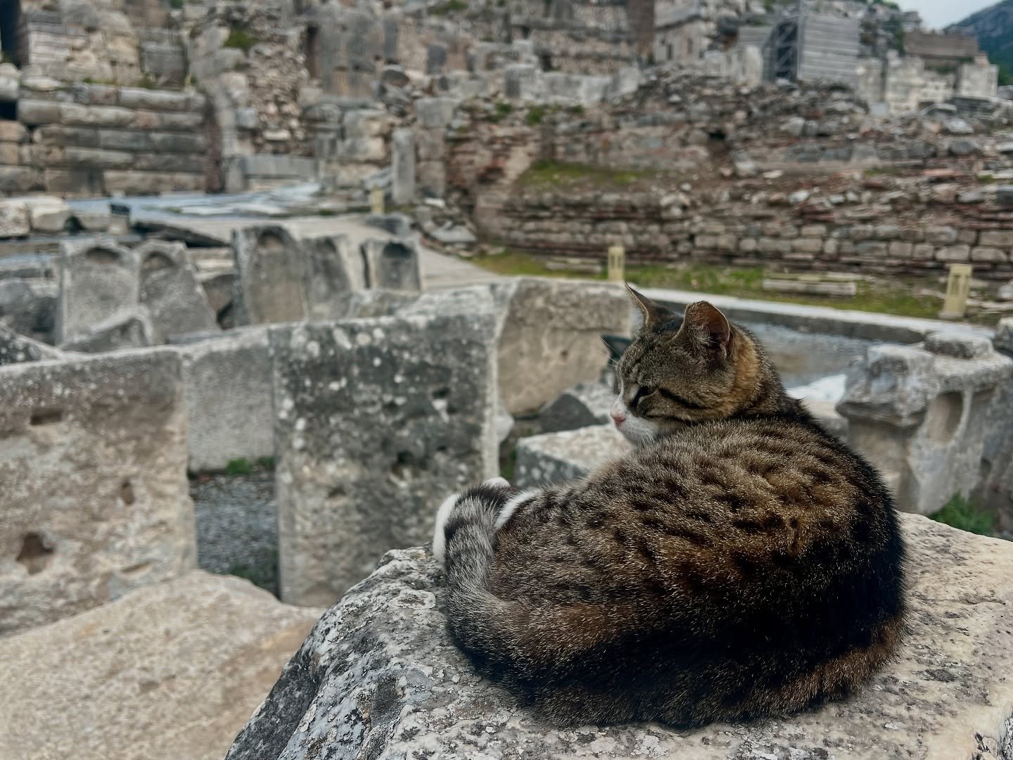 More cats of Turkey and Greece. Friendly and seemingly well cared for - not feral.
#catsofturkey #catsofgreece #catsofinstagram #ruins