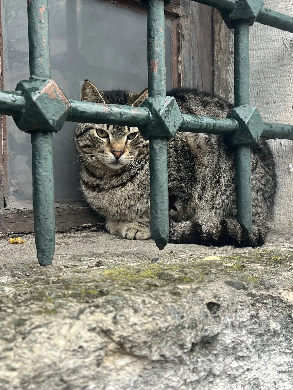 IMG_8739.jpeg