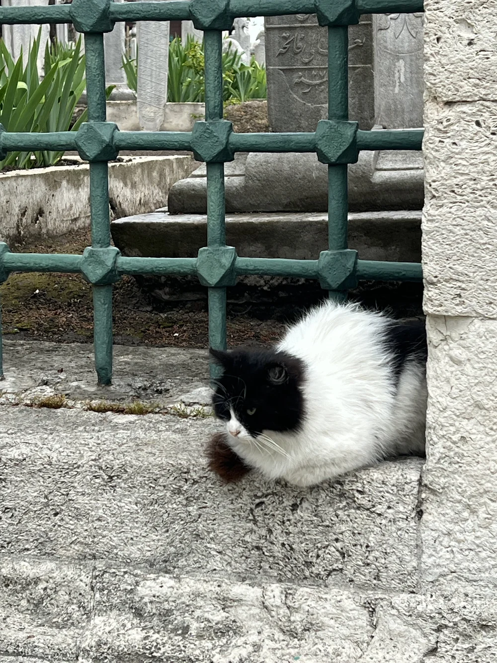 IMG_8855.jpeg