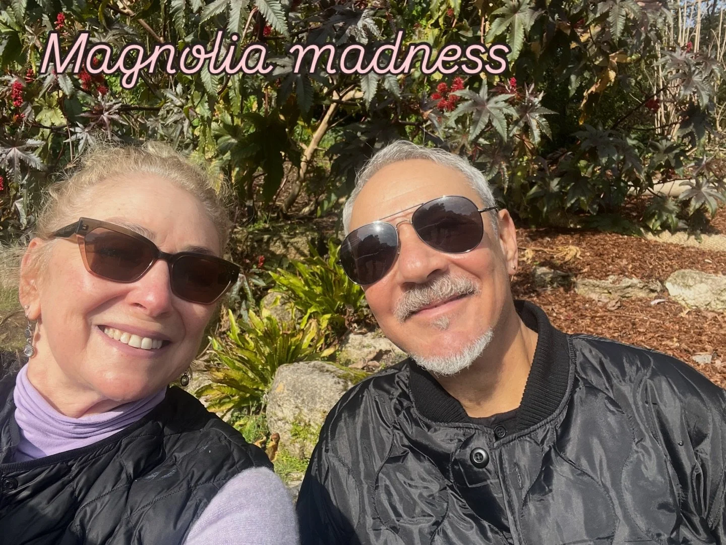 A morning walk at sfbg - January spring in sf! #magnolias #sfbg #goldengatepark #springishere