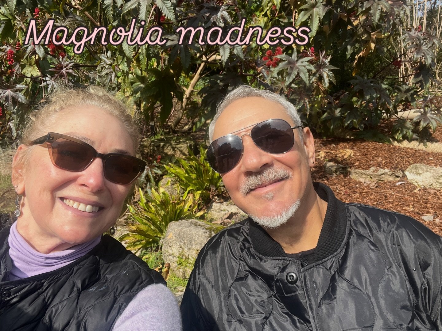 A morning walk at sfbg - January spring in sf! #magnolias #sfbg #goldengatepark #springishere