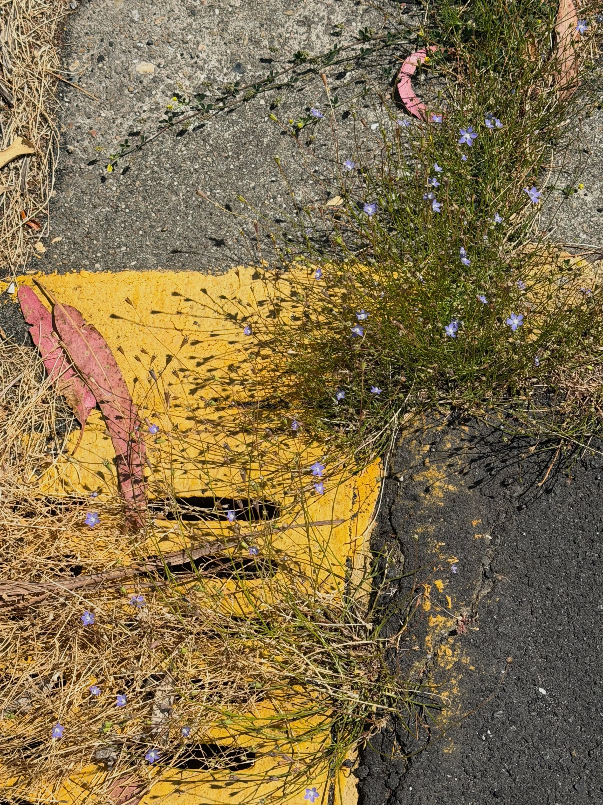 Happy Pride! Look down, up, all around. 
Rainbows and flowers everywhere.
#pridemonth #lookaround #rainbows #flowerseverywhere #beautifulsanfrancisco
