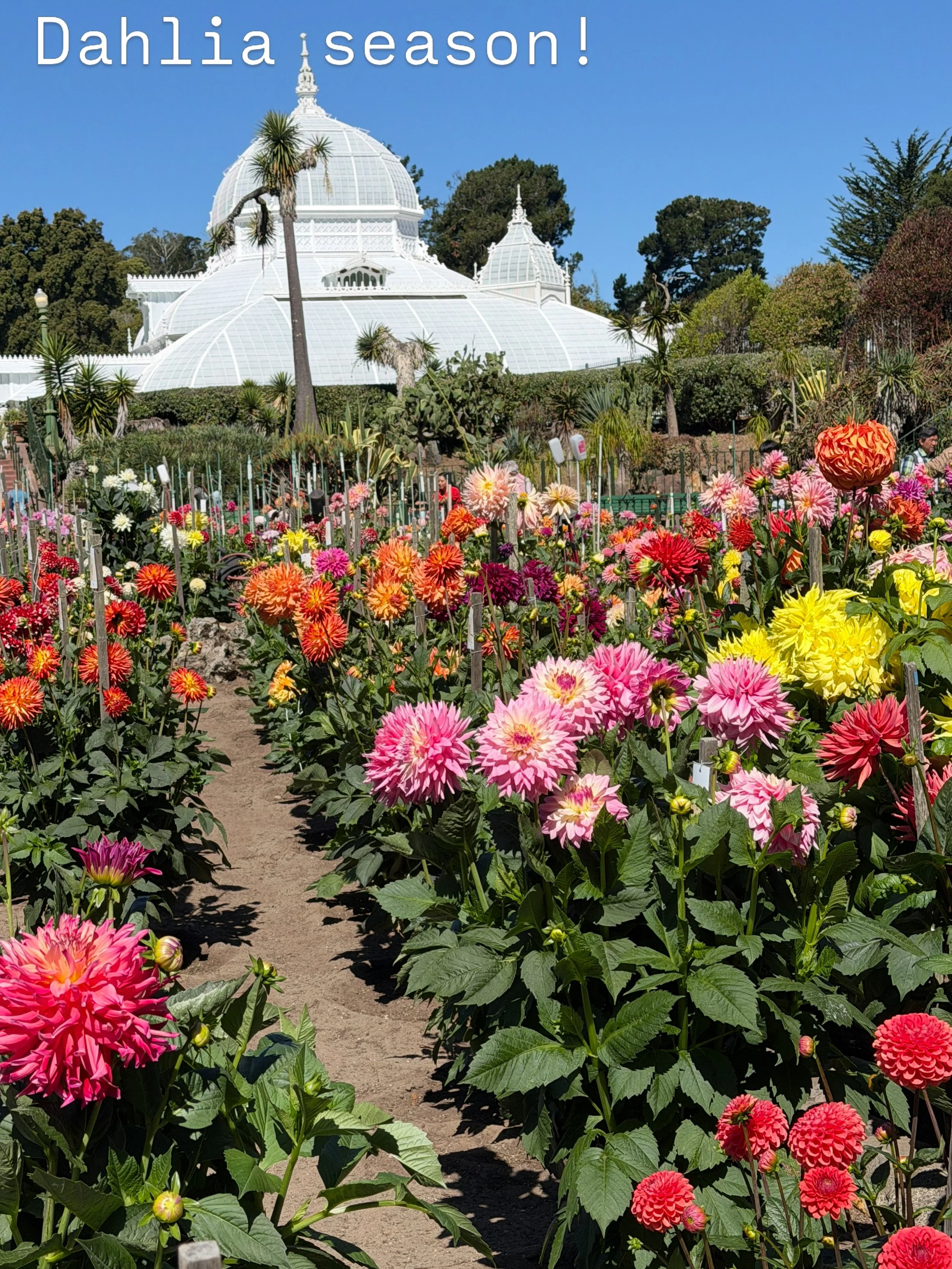 The dahlias keep getting more gorgeous every day and they&rsquo;re still not quite at their seasonal peak&hellip;go see them!
#dahliaseason #dahliasofinstagram #goldengateparksf #dahliasociety #walkinthepark