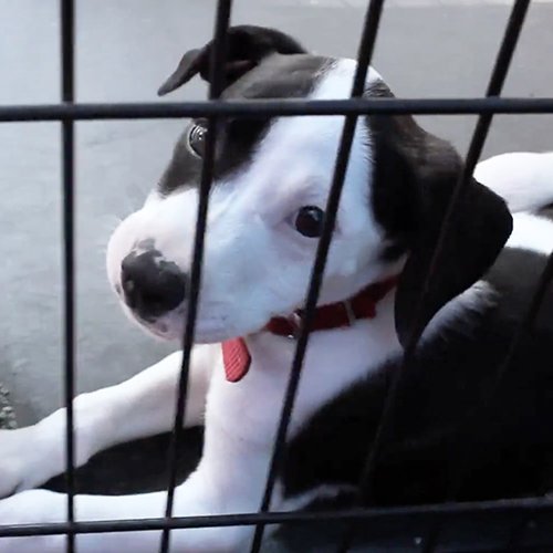 THE HOMELESS DOGHOUSE PROJECT PF.jpg
