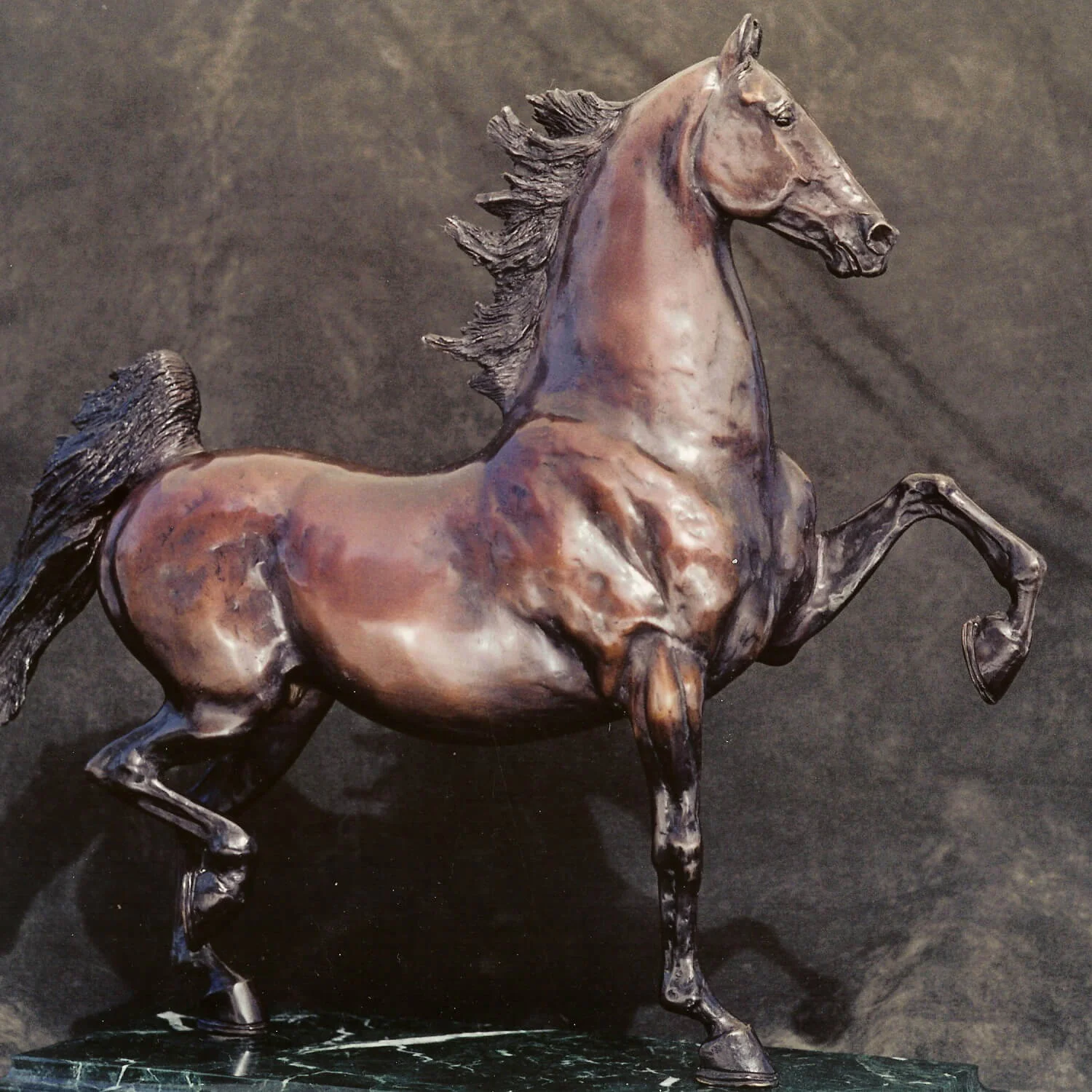 saddlebred stallion