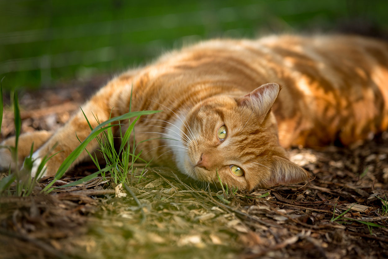 sunshine-coast-animal-photographer-animal-mooloolaba-maroochydore-buderim-mudjimba-marcoola-coolum-beach-sunrise-noosa-national-park-maleny-caloundra-kawana-dog-animal-04