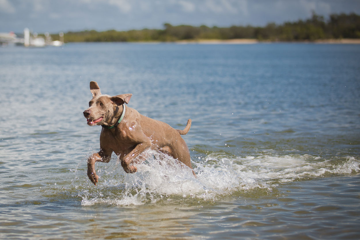 Noosa Beach Dog and Animal Photographer - Sunshine Coast, Queensland, Australian Destination