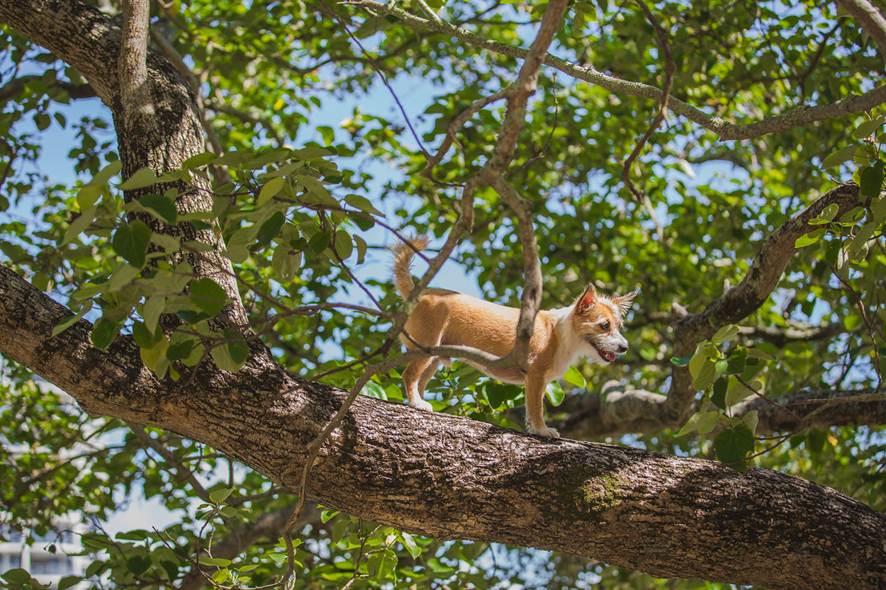 sunshine-coast-pet-photographer-animal-mooloolaba-maroochydore-buderim-mudjimba-marcoola-coolum-beach-sunrise-noosa-national-park-maleny-caloundra-kawana-animal-dog-04