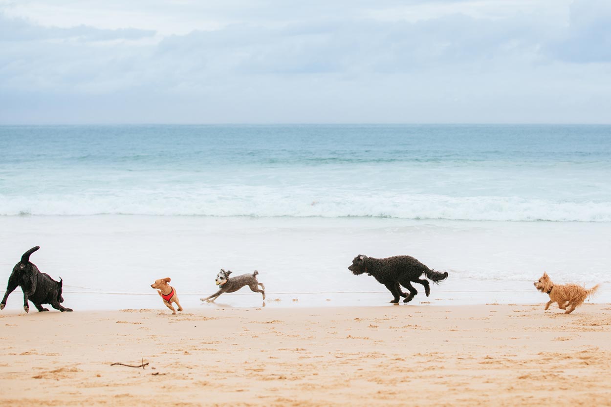 Mooloolaba and Noosa Pet Portrait Session - Sunshine Coast, Australian Dog Photographer