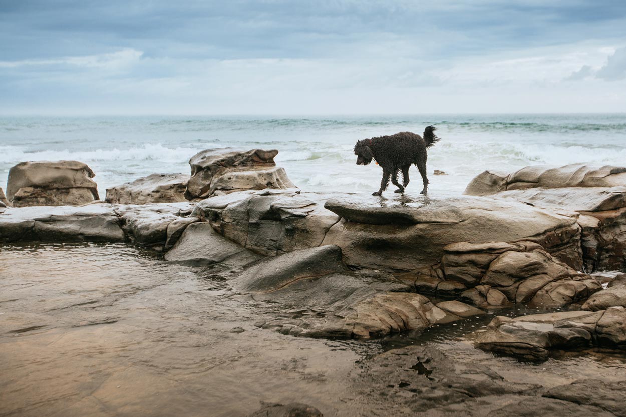 Alexandra Headland Pet Portrait Session - Sunshine Coast, Australian Destination Dog Photographers