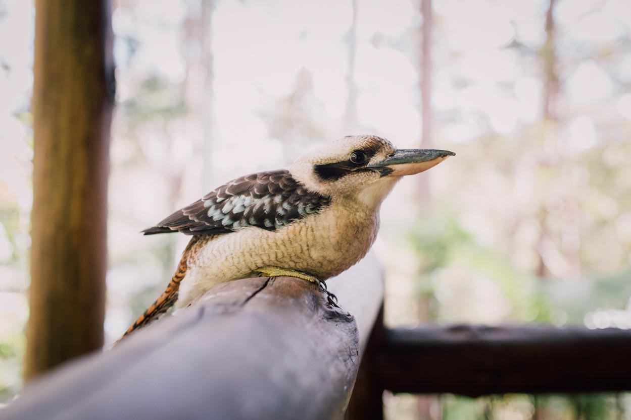 Wildlife and Pre Wedding Destination Elopement Photographers, Maleny - Sunshine Coast and Brisbane Photos
