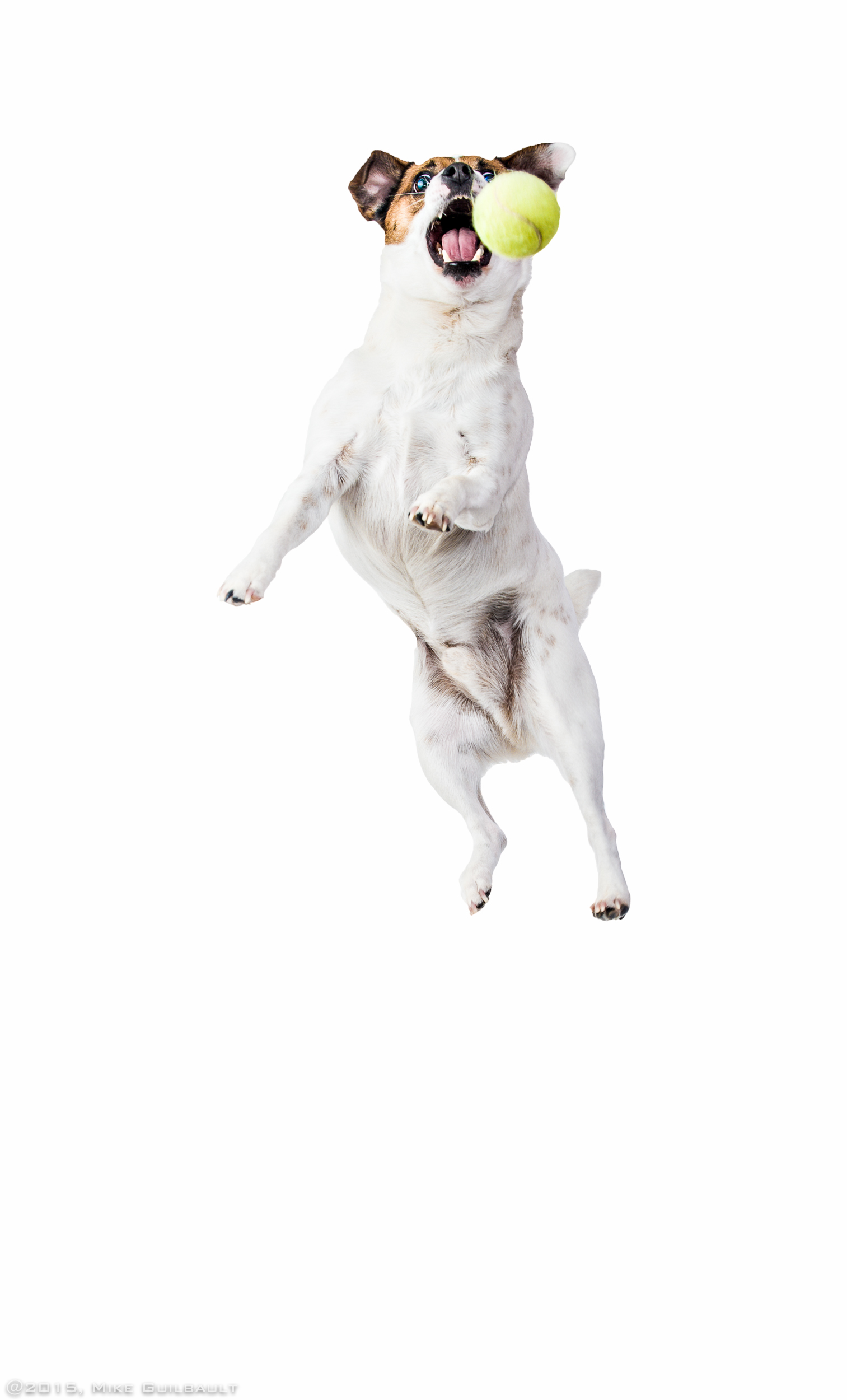 Who Says White Dogs Can't Jump!