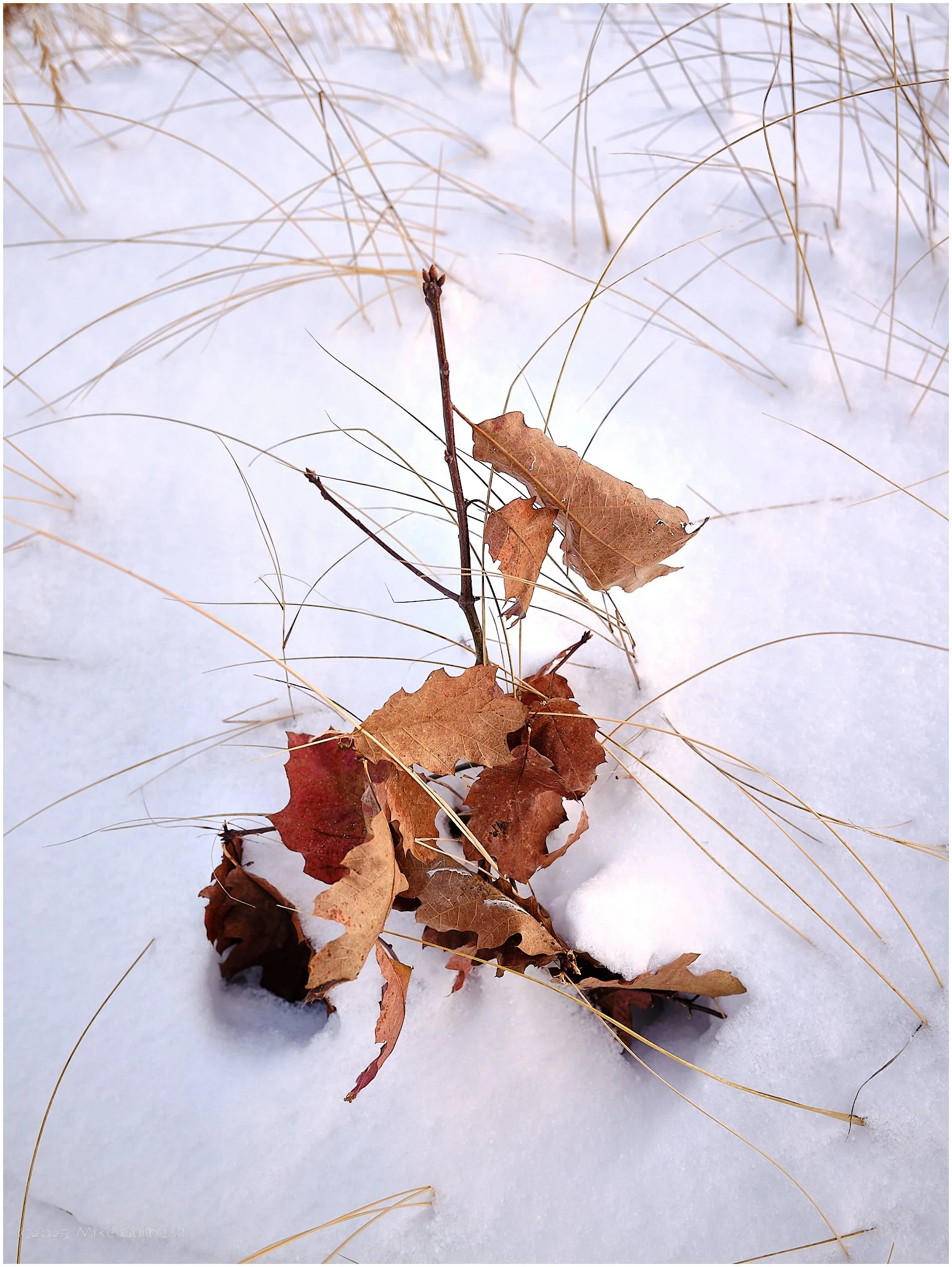 Oak & Marram Grass