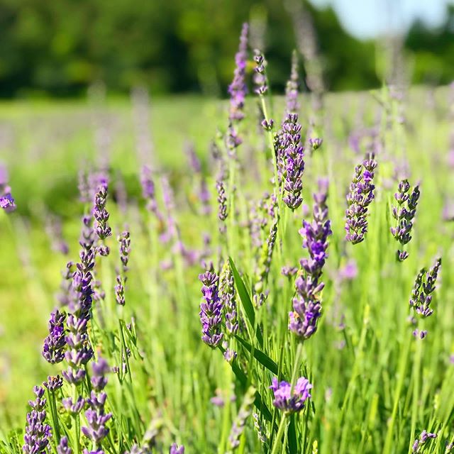 We are savoring the lavender we saw last month while using our Lavender Soft Mask for a soothing treatment💜  #beauty #skincare #facials #facialmask #italymade #professionalproducts #masks #powdermasks #treatments #spa #dpcmasks #spaproducts #bestski