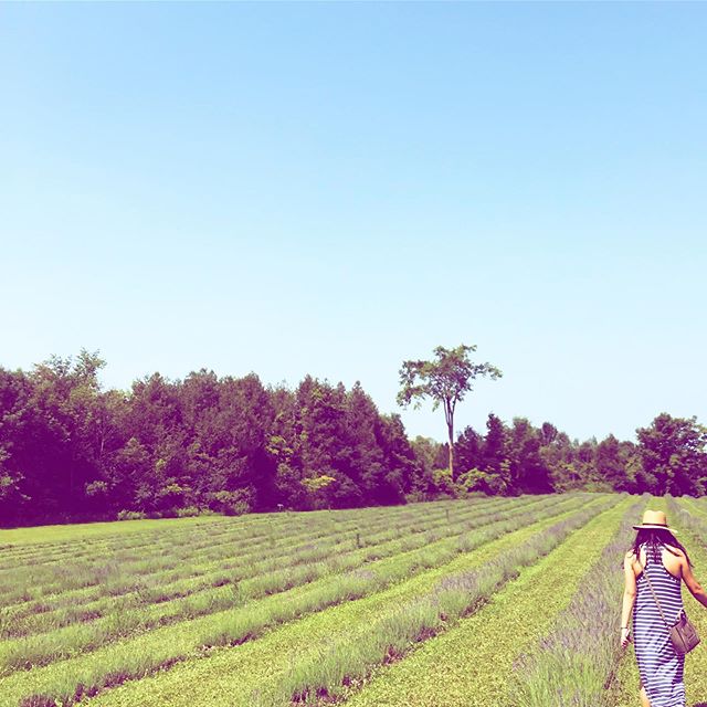 This weather makes us wish we were back in the fields of lavender. Reminisce with us, we&rsquo;re treating ourselves with our Lavender Calming Soft Mask today💜. #beauty #skincare #facials #facialmask #italymade #professionalproducts #masks #powderma