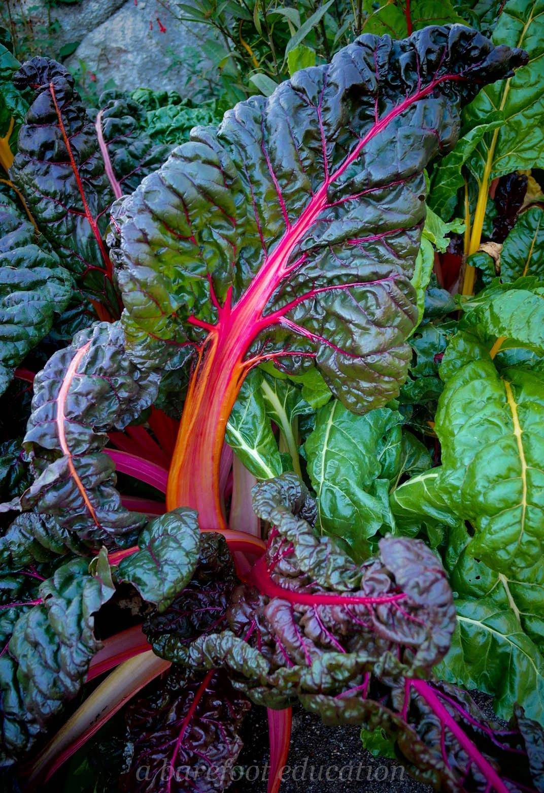 Swiss Chard-0508.jpg
