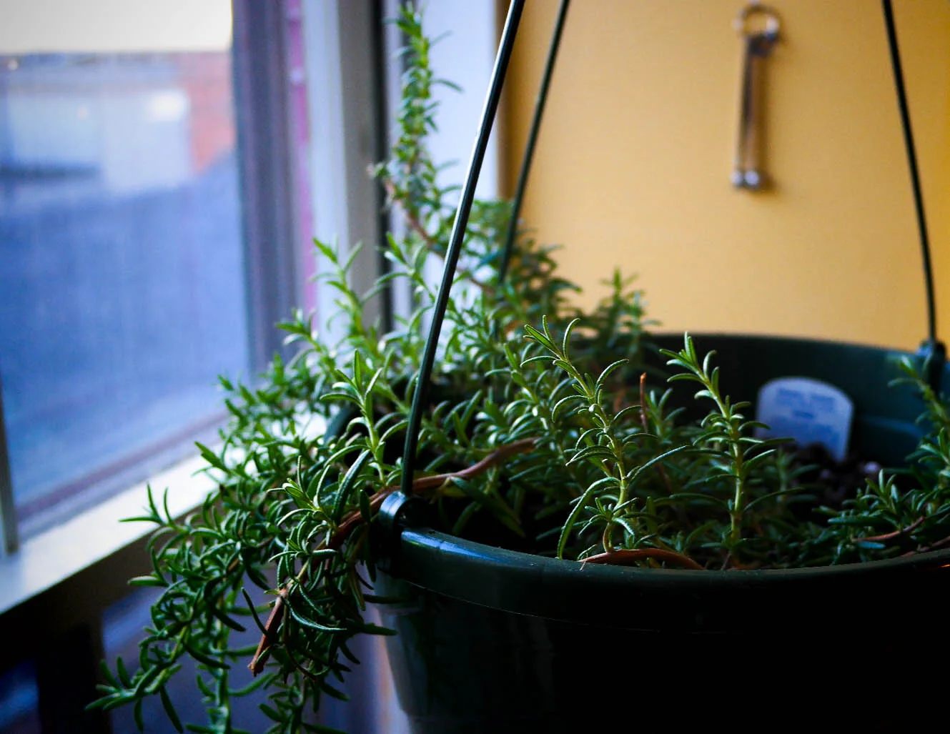 Rosemary in the Window-1473.jpg