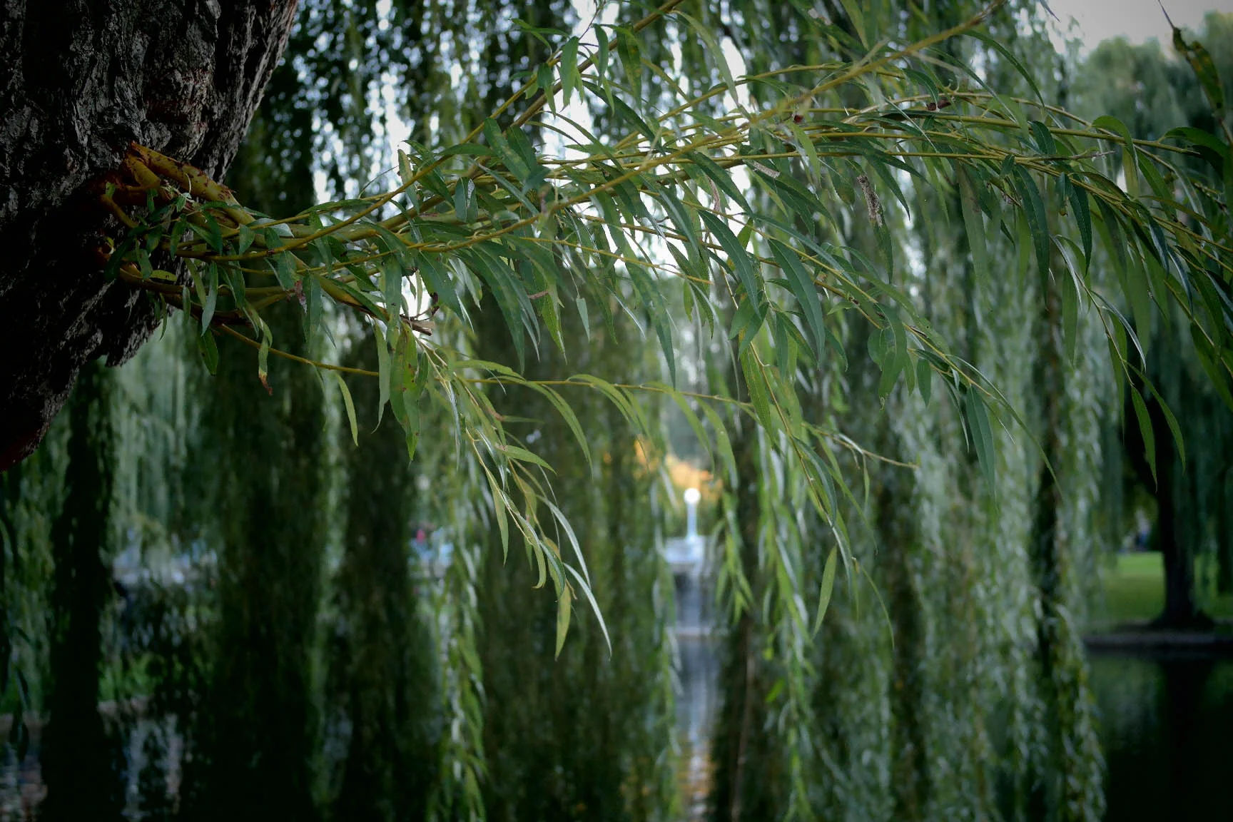 Willow Tree Pond-1442.jpg