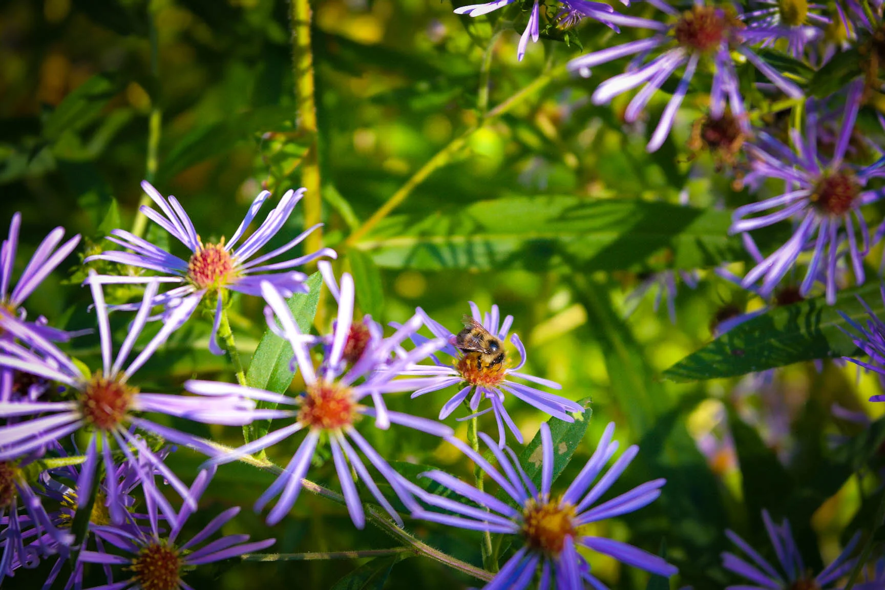 Purple Flower Bee-0355.jpg