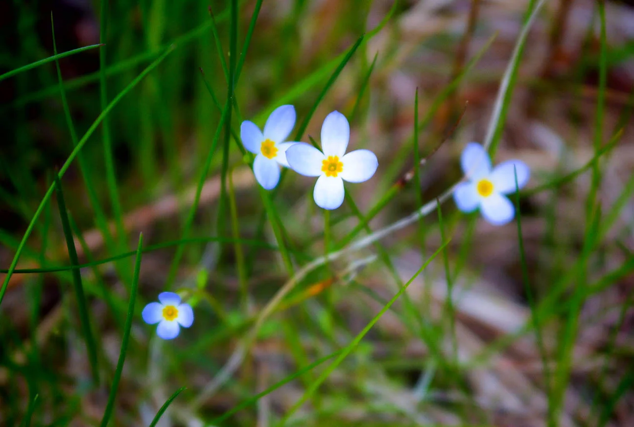 forgetmenots-1694.jpg