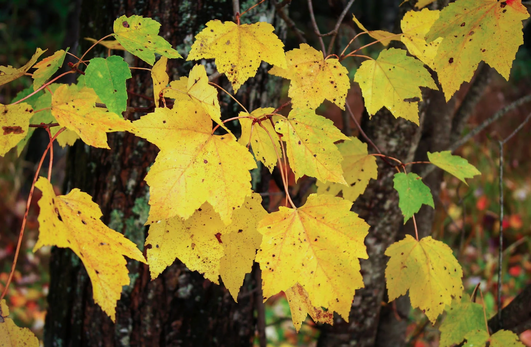 Yellow Maples.jpg