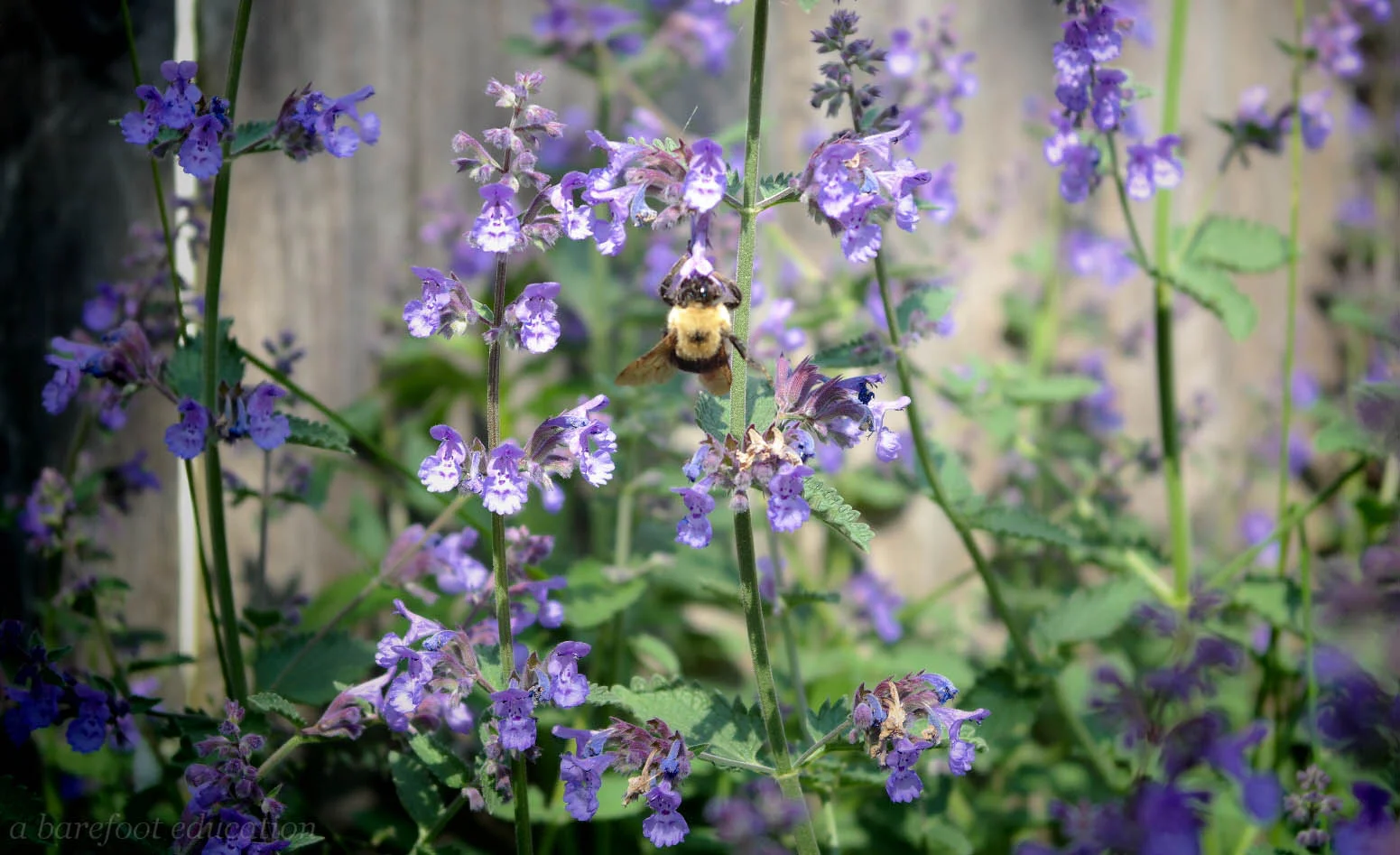 munjoy bumble bee-2196.jpg
