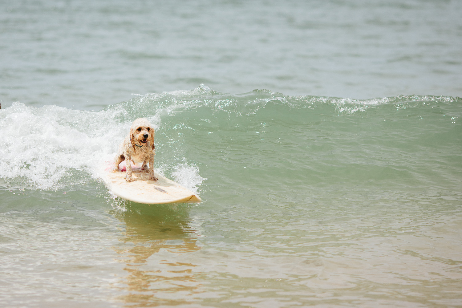 Gnarley Marley surfing cavoodle dog Central Coast-1.jpg