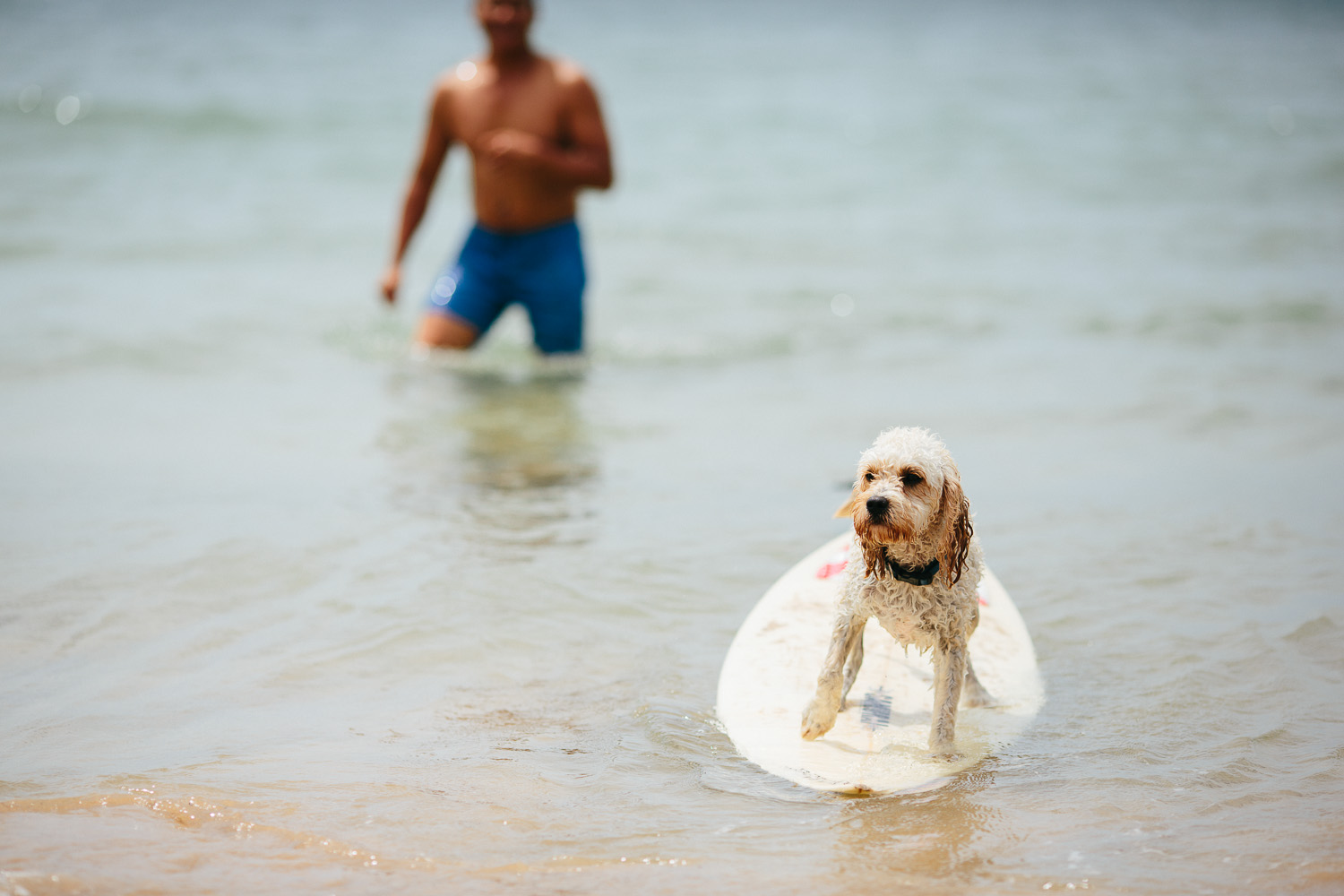 Gnarley Marley surfing cavoodle dog Central Coast-4.jpg
