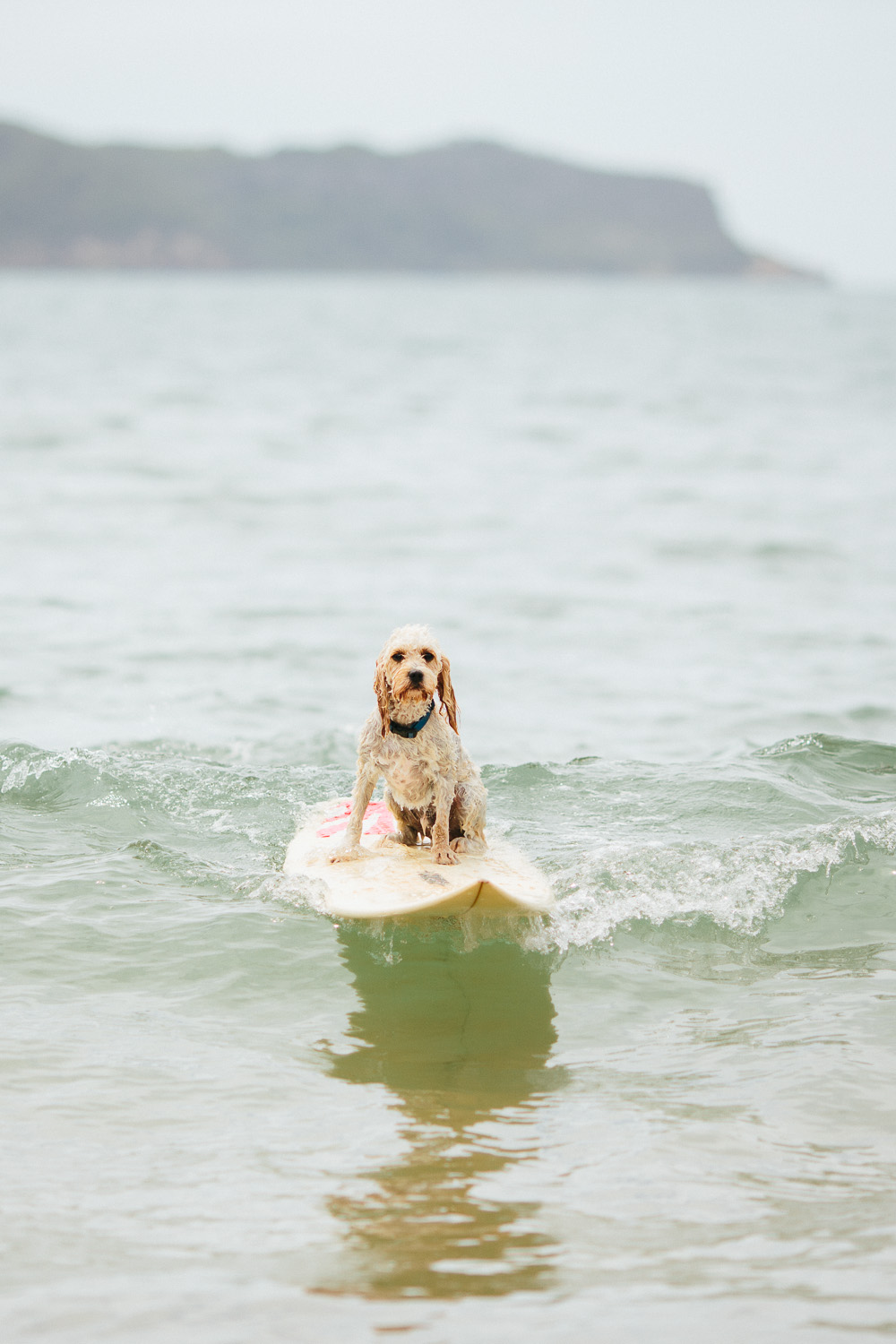 Gnarley Marley surfing cavoodle dog Central Coast-6.jpg