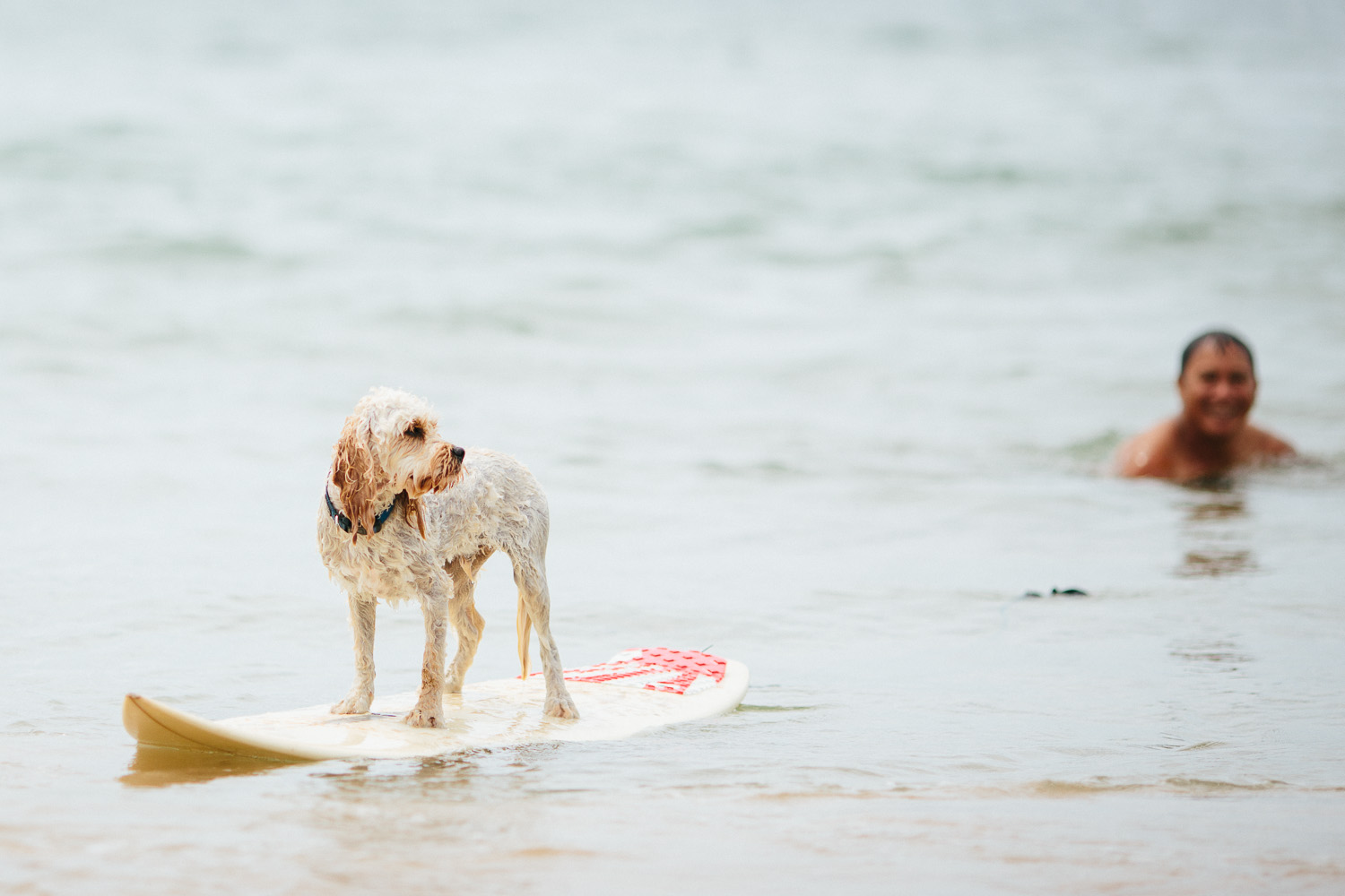 Gnarley Marley surfing cavoodle dog Central Coast-7.jpg