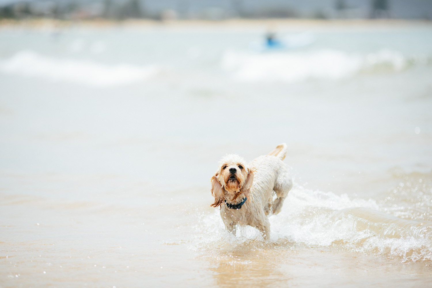 Gnarley Marley surfing cavoodle dog Central Coast-10.jpg