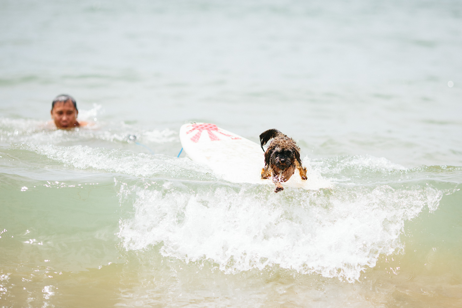 Gnarley Marley surfing cavoodle dog Central Coast-12.jpg