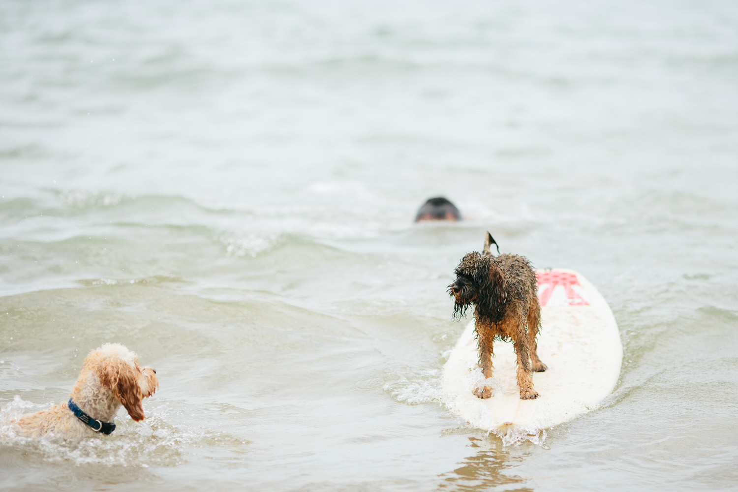 Gnarley Marley surfing cavoodle dog Central Coast-17.jpg