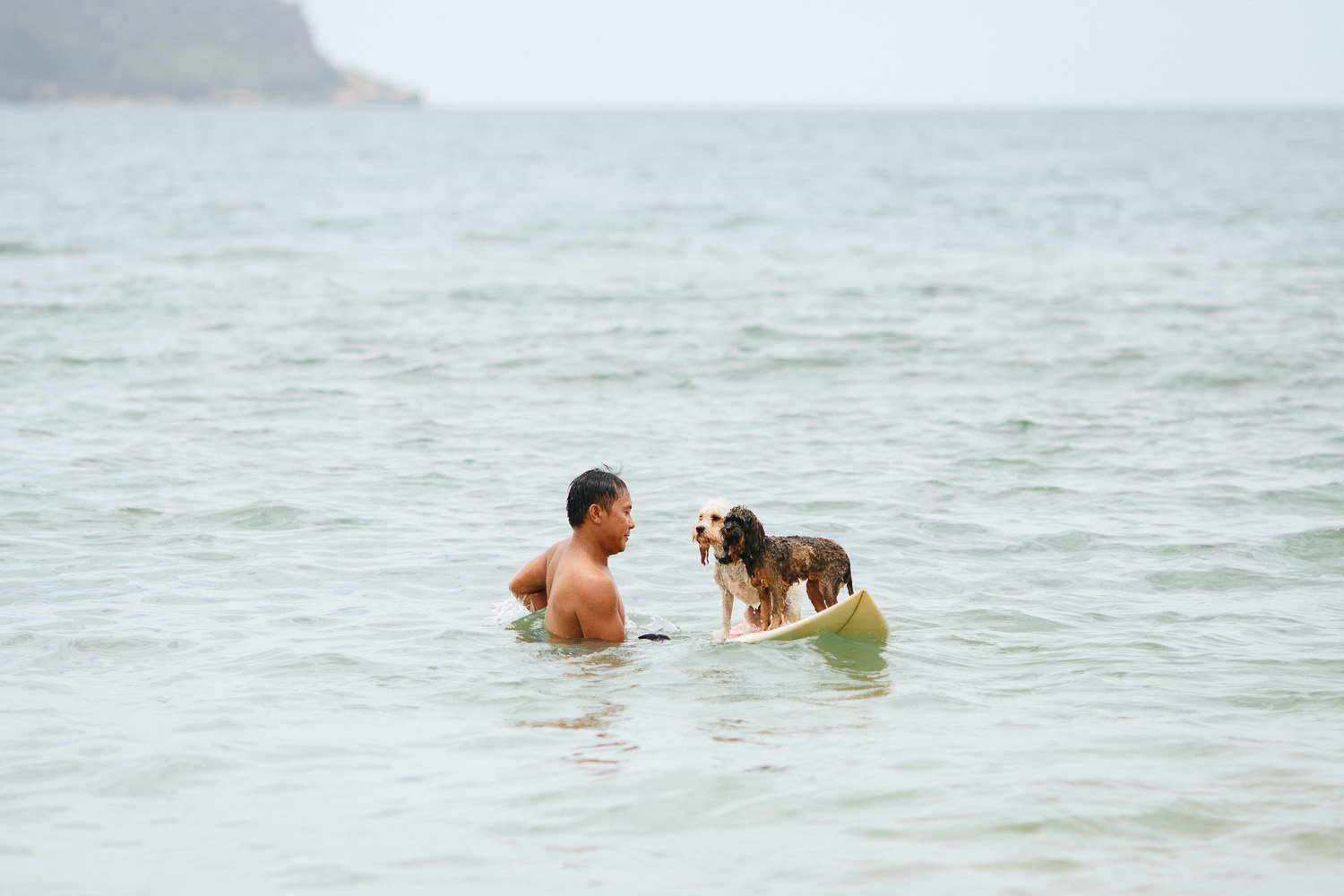 Gnarley Marley surfing cavoodle dog Central Coast-18.jpg