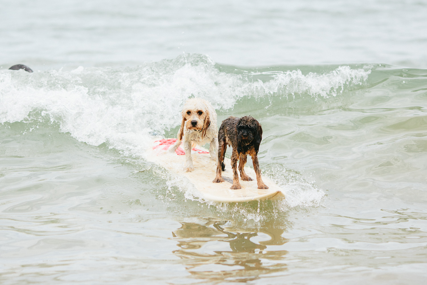 Gnarley Marley surfing cavoodle dog Central Coast-20.jpg